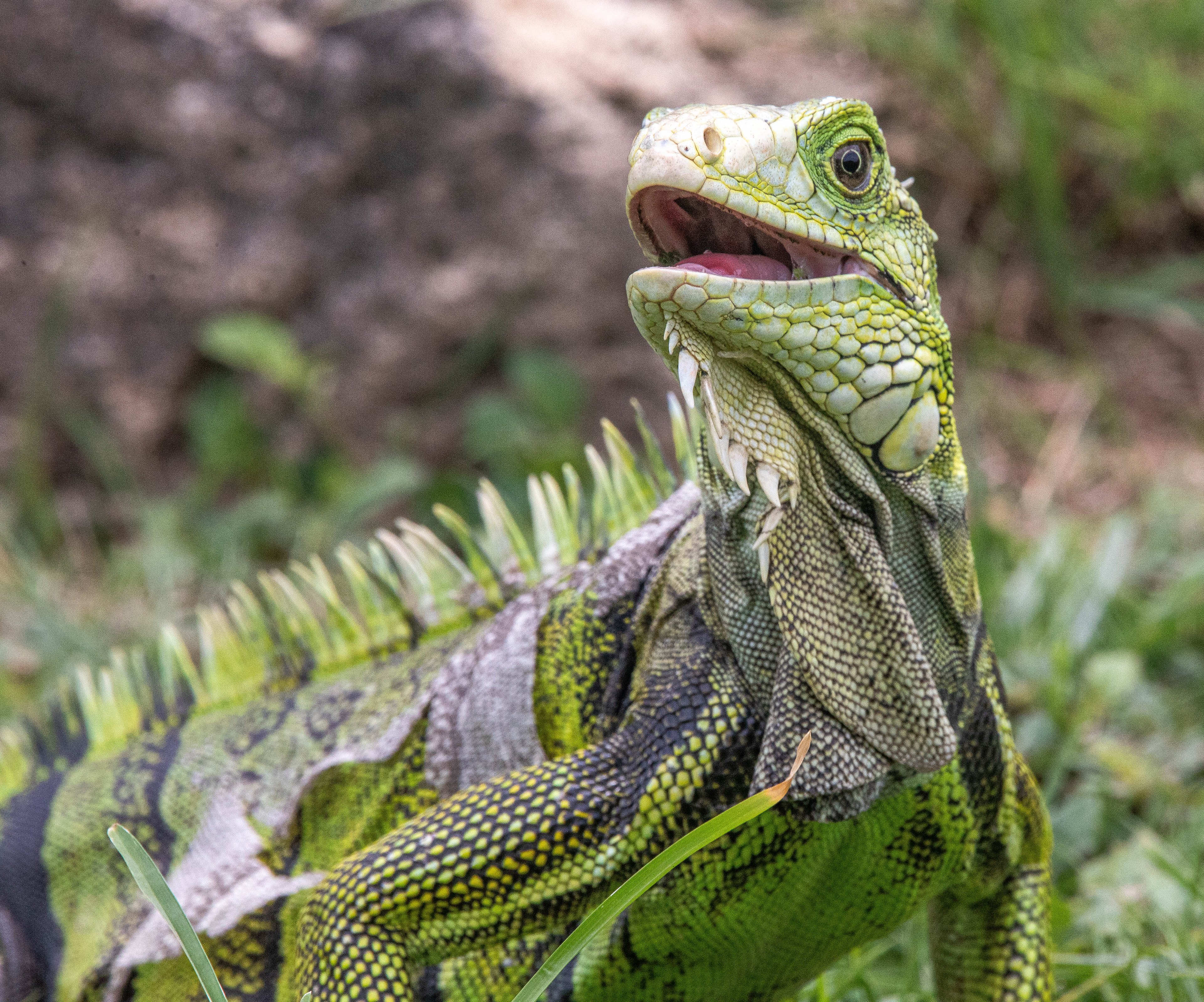 Iguana Surprise, Puerto Rico