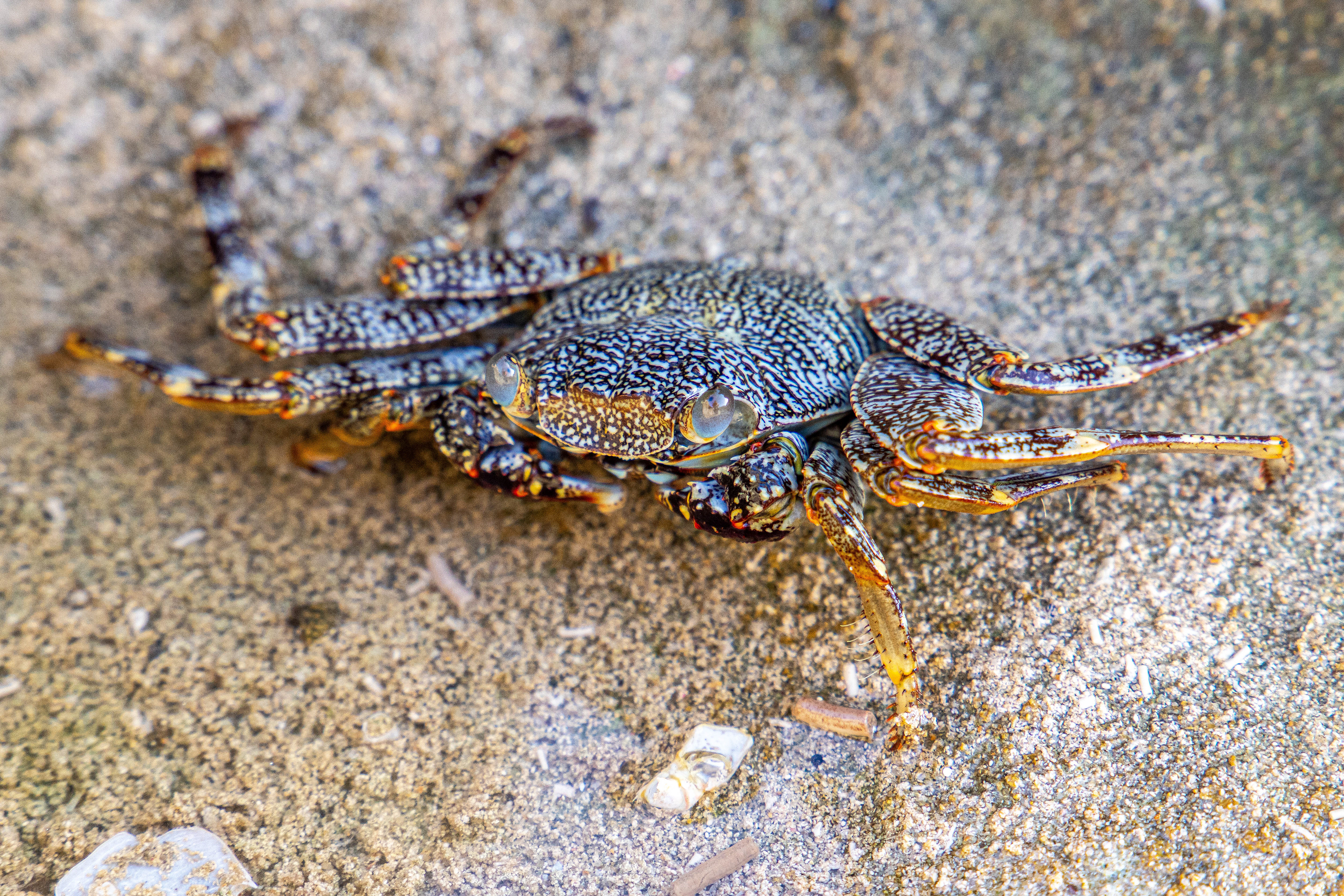 Blue Striped Shore Crab