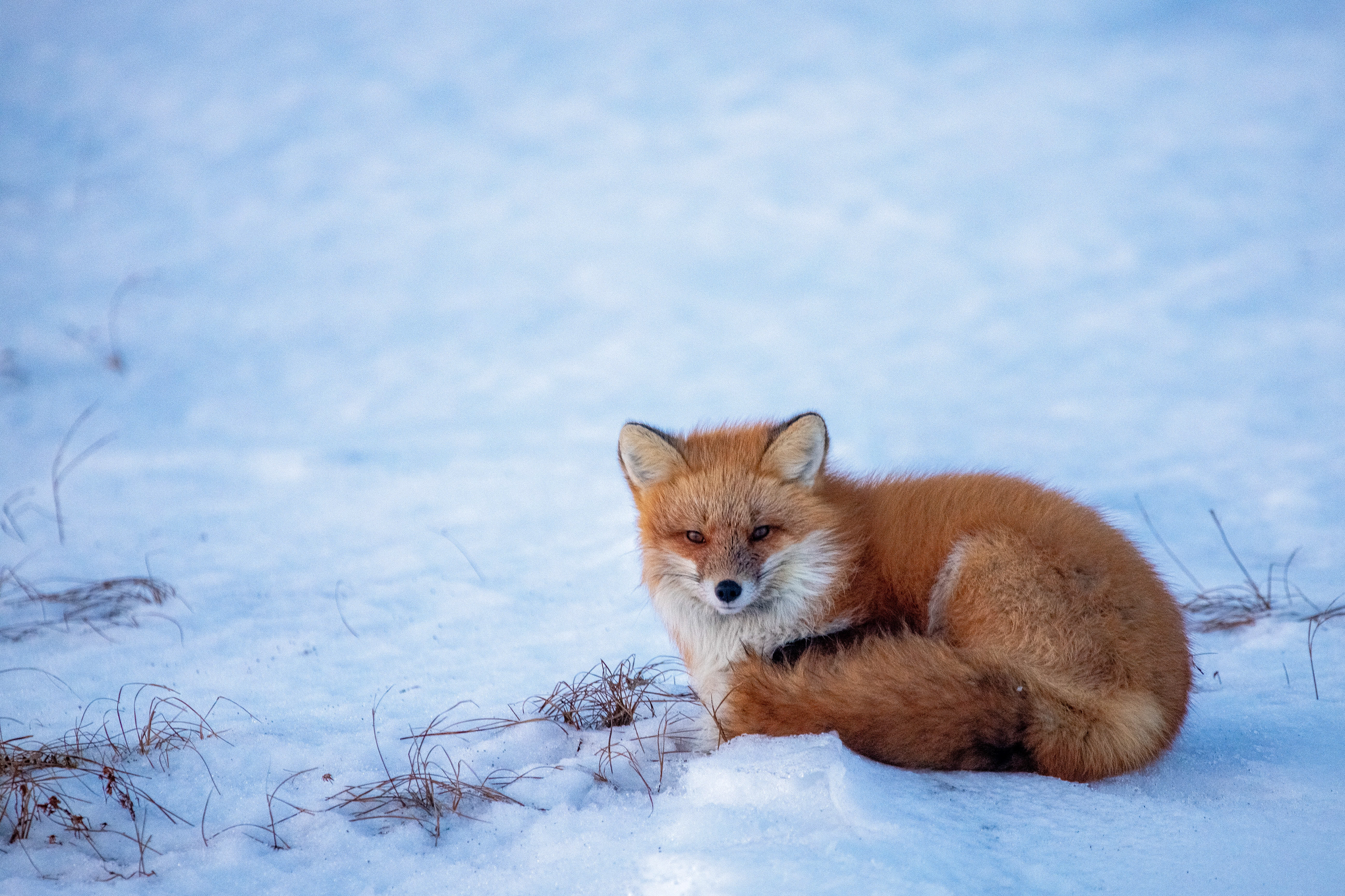 Red Fox Rest 2