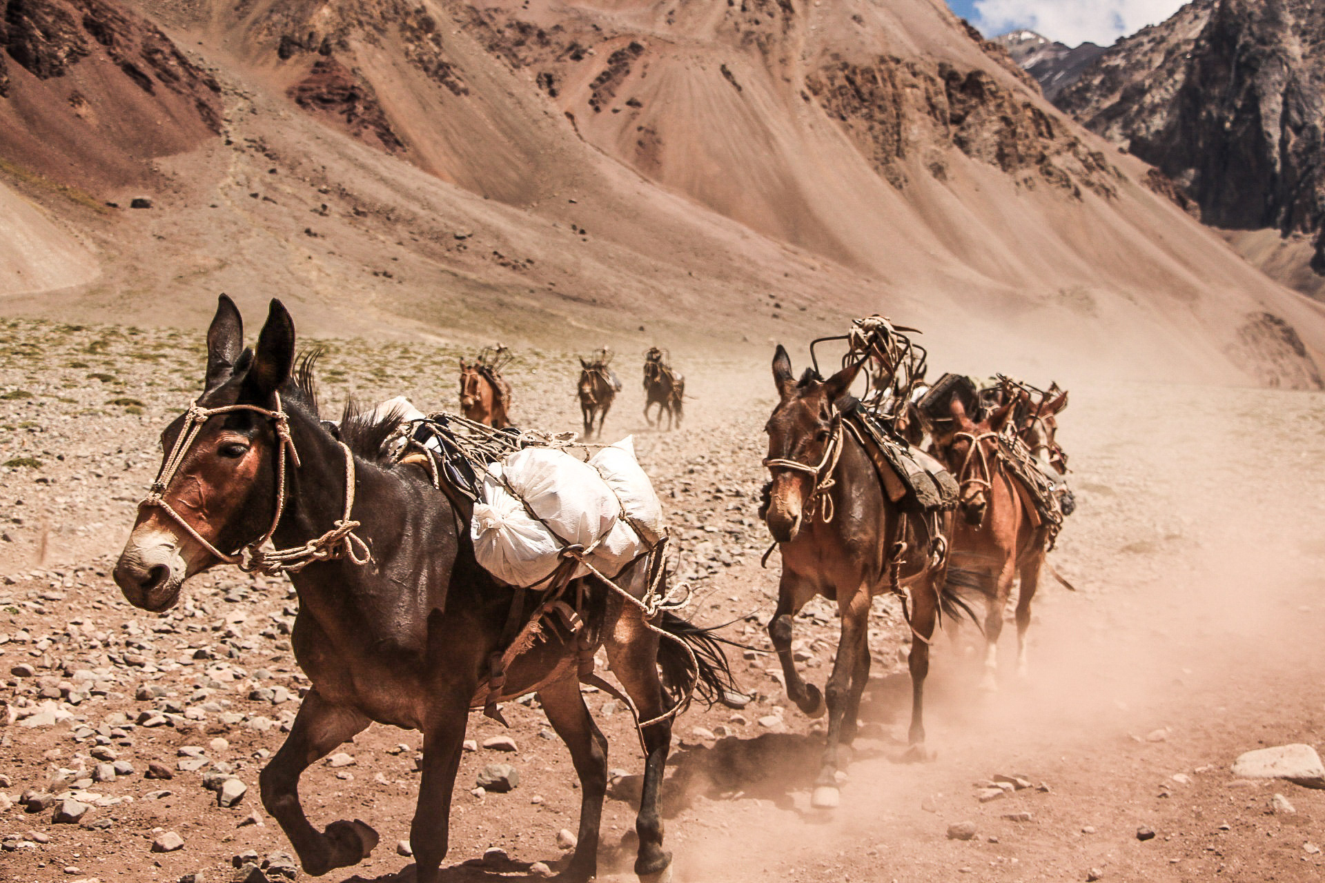 Pack Mules, Argentina