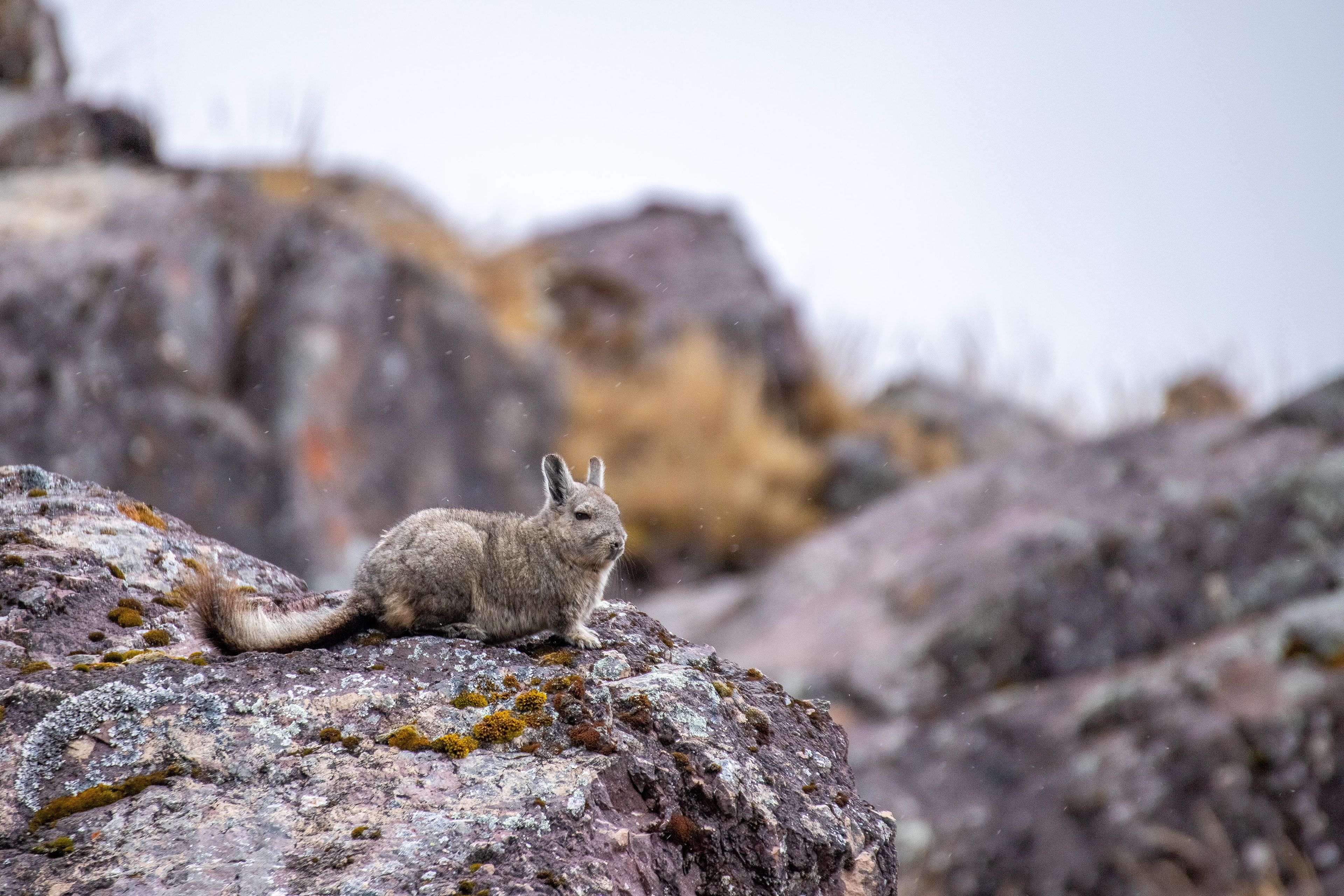 Chinchilla, Peru