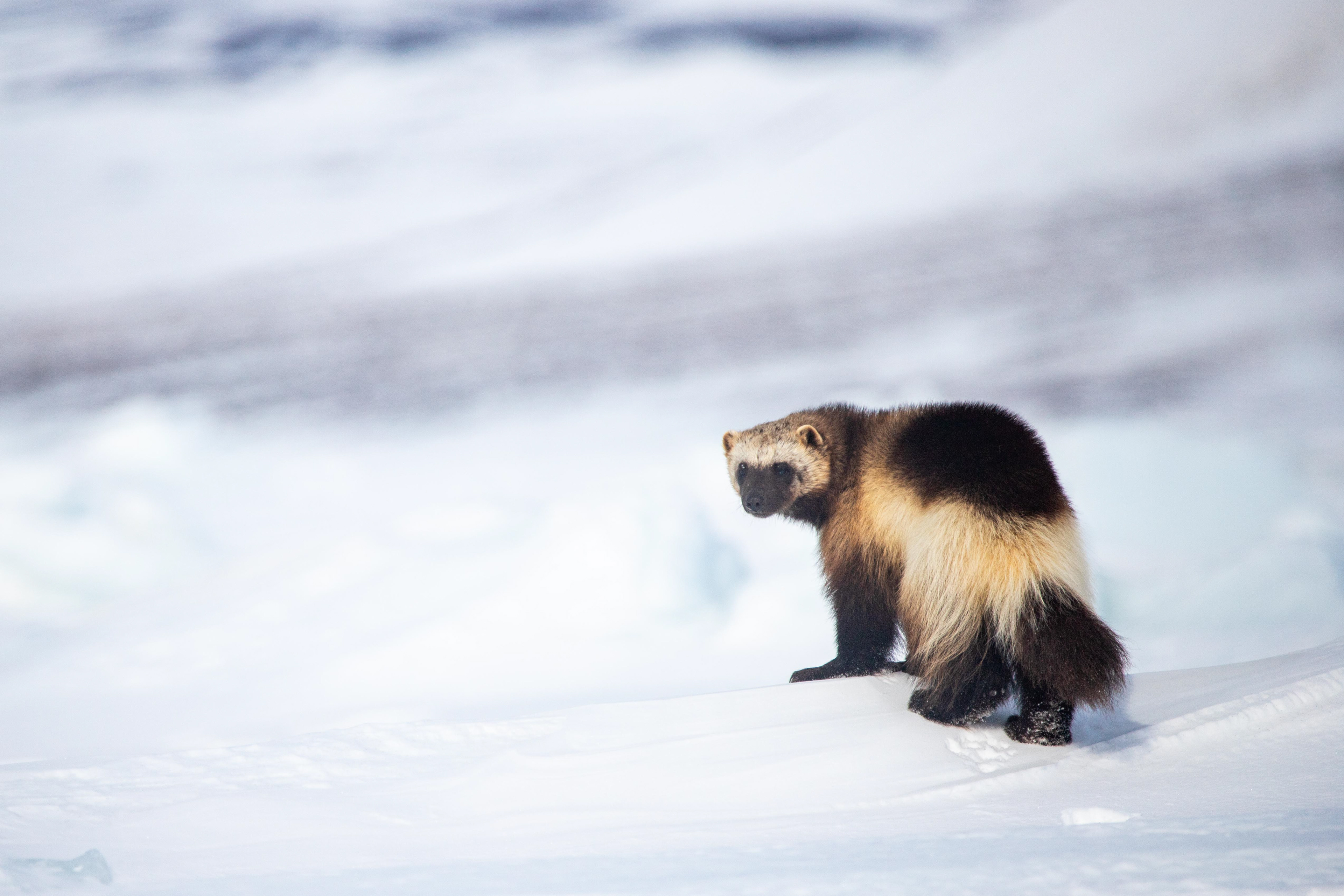 Wolverine Stare