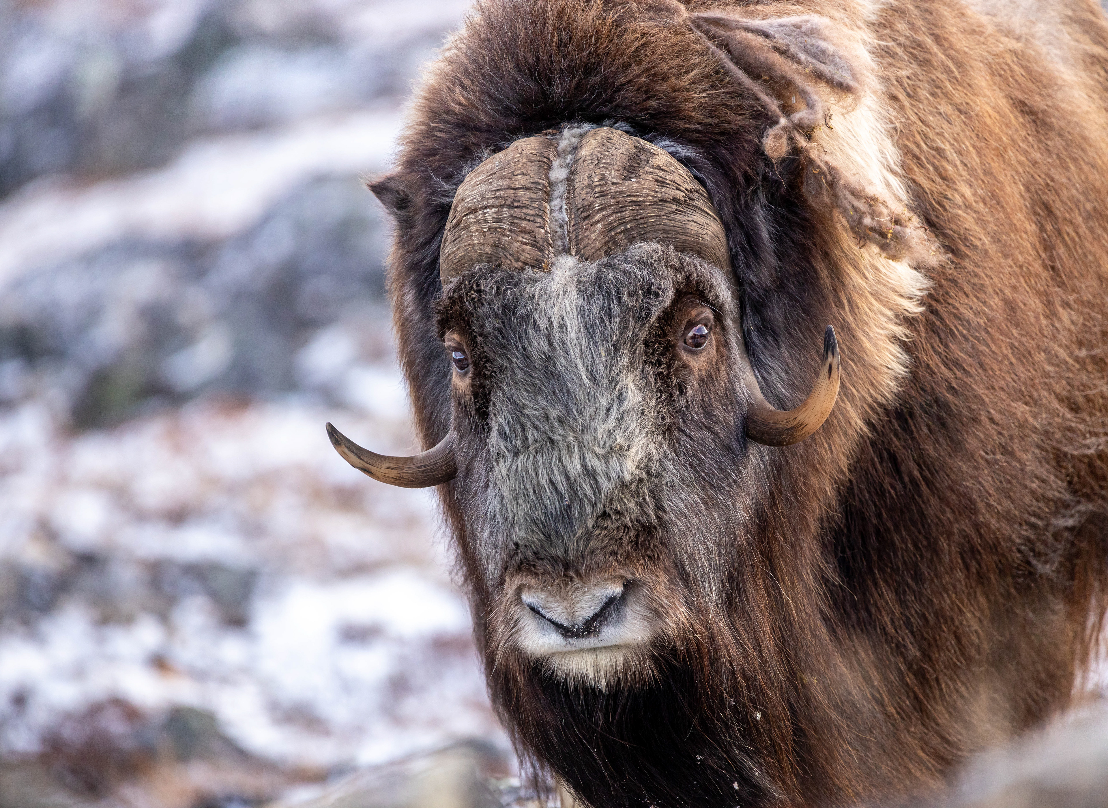 Musk Ox Moment