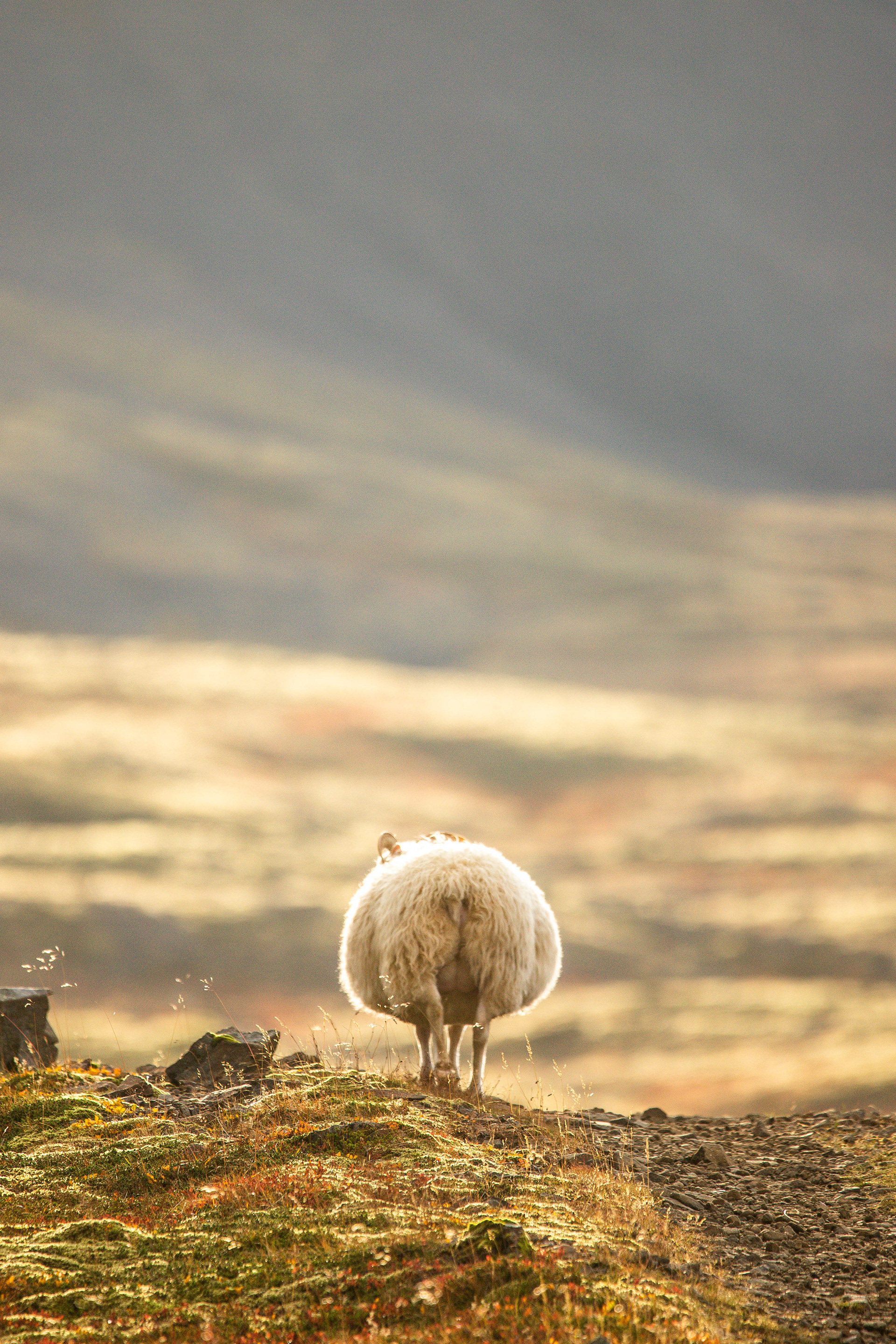Fat Sheep, Iceland