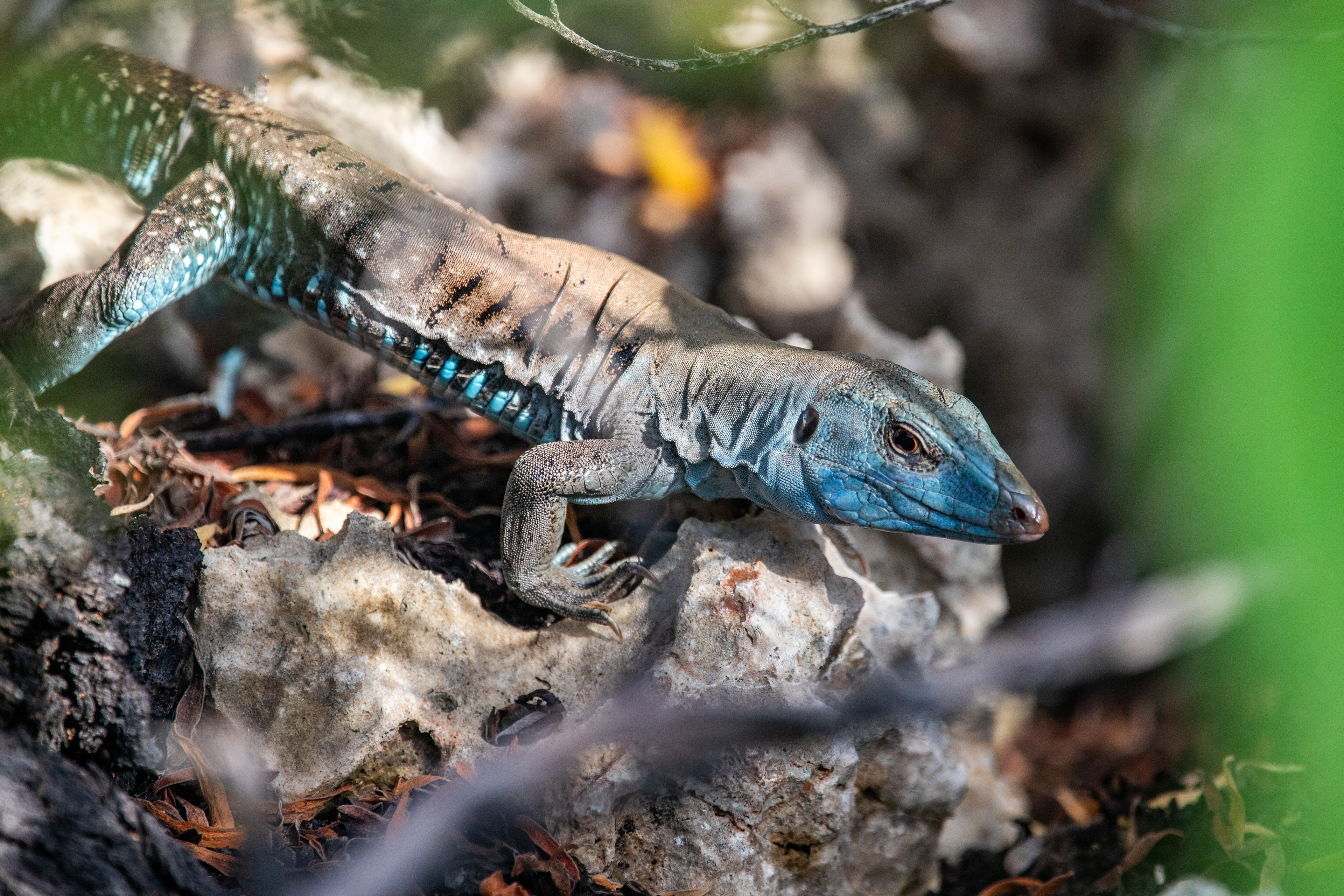 Blue Ameiva, Puerto Rico
