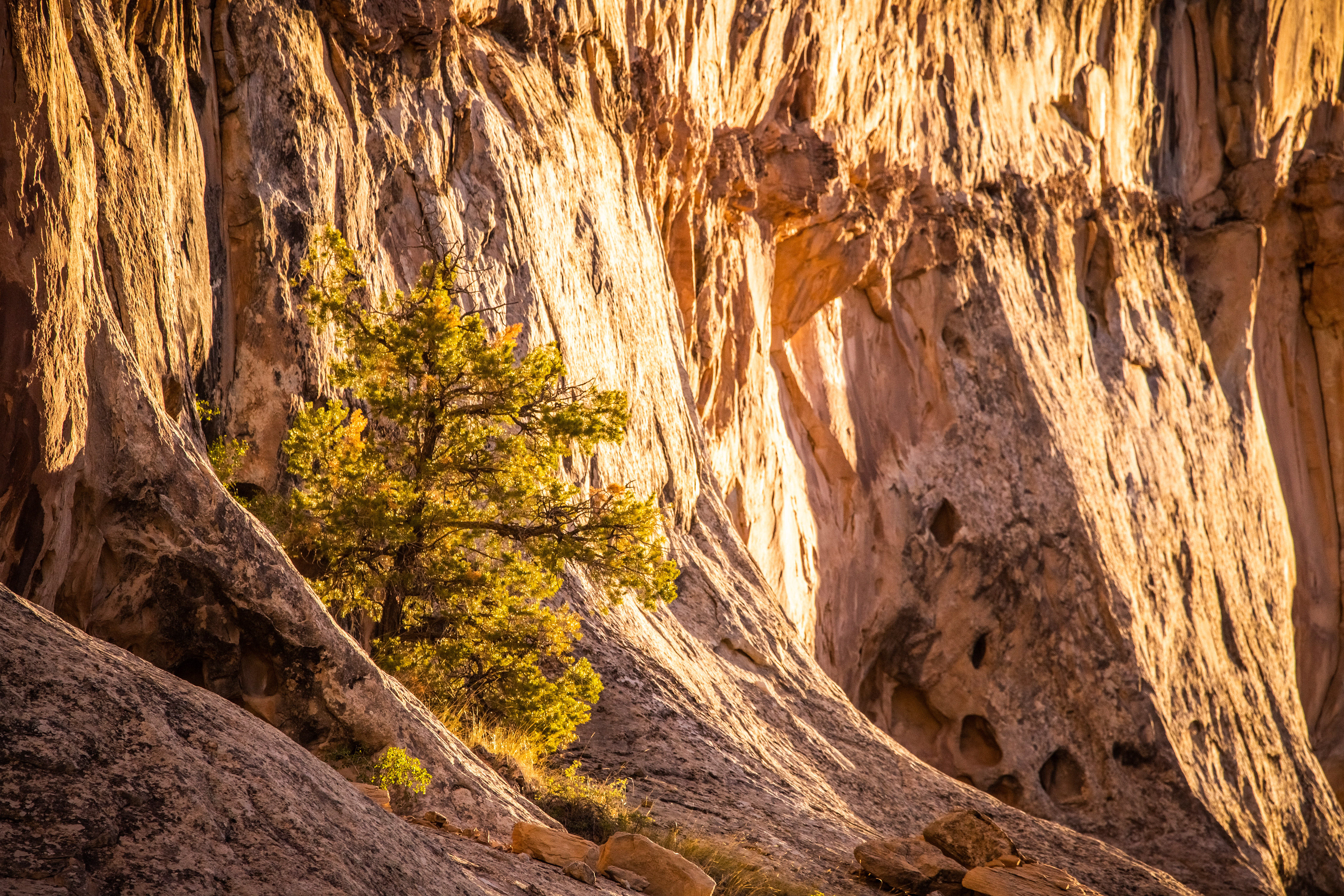 Pinyon Glow
