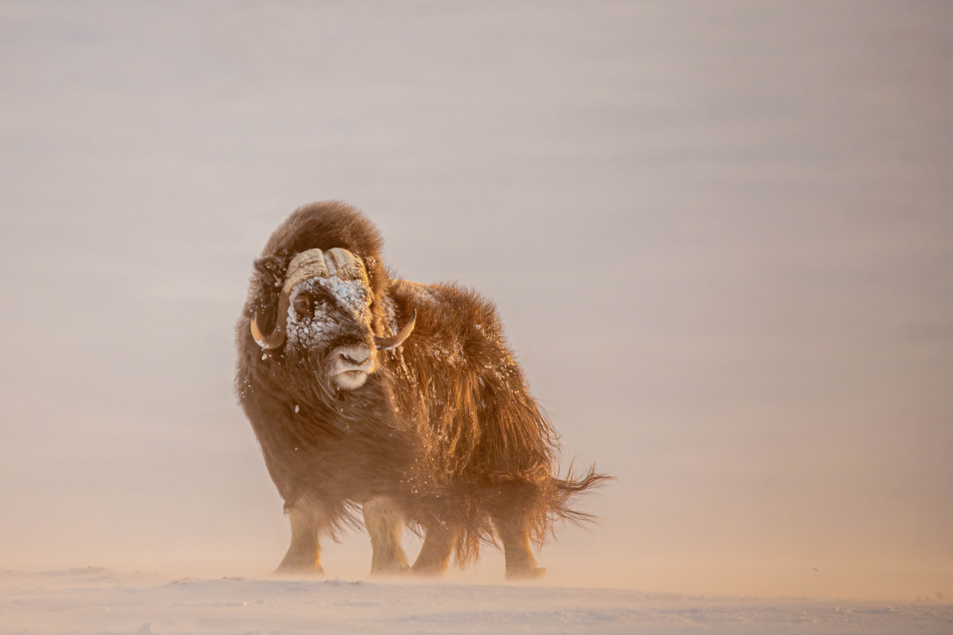 Golden Musk Ox