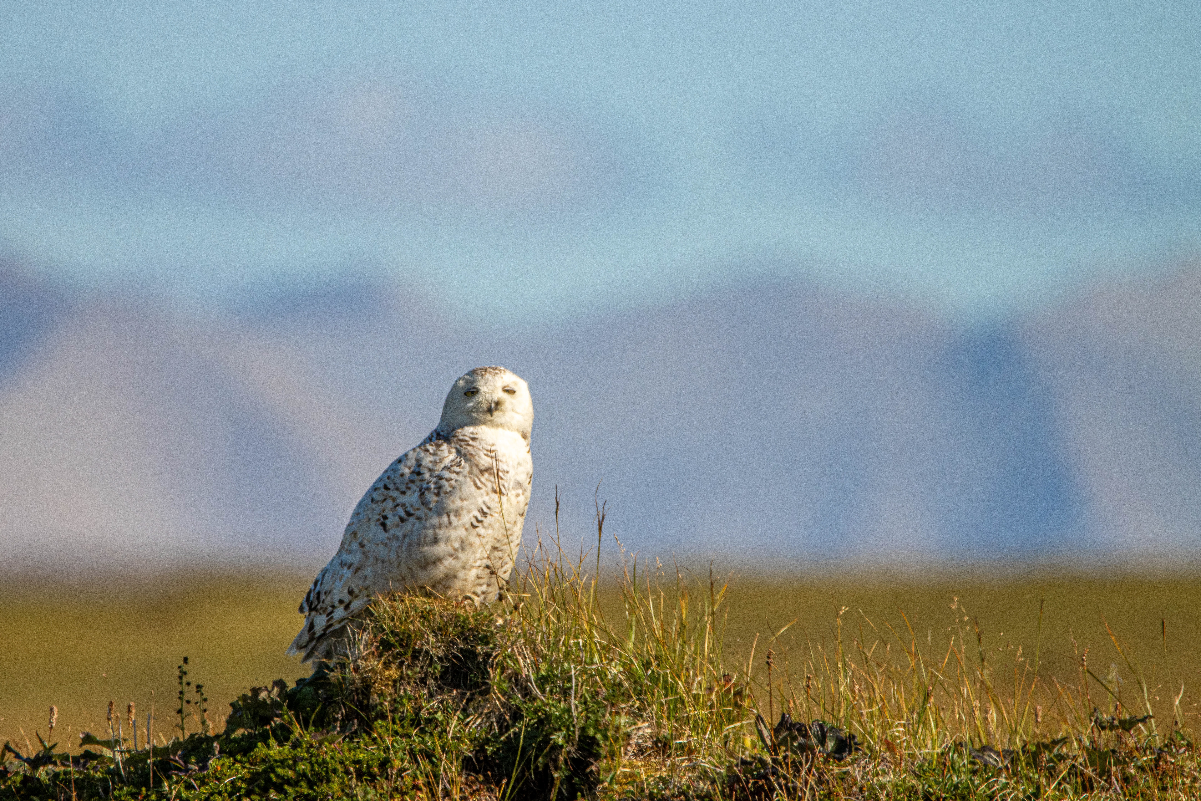Summer Snowy Owl