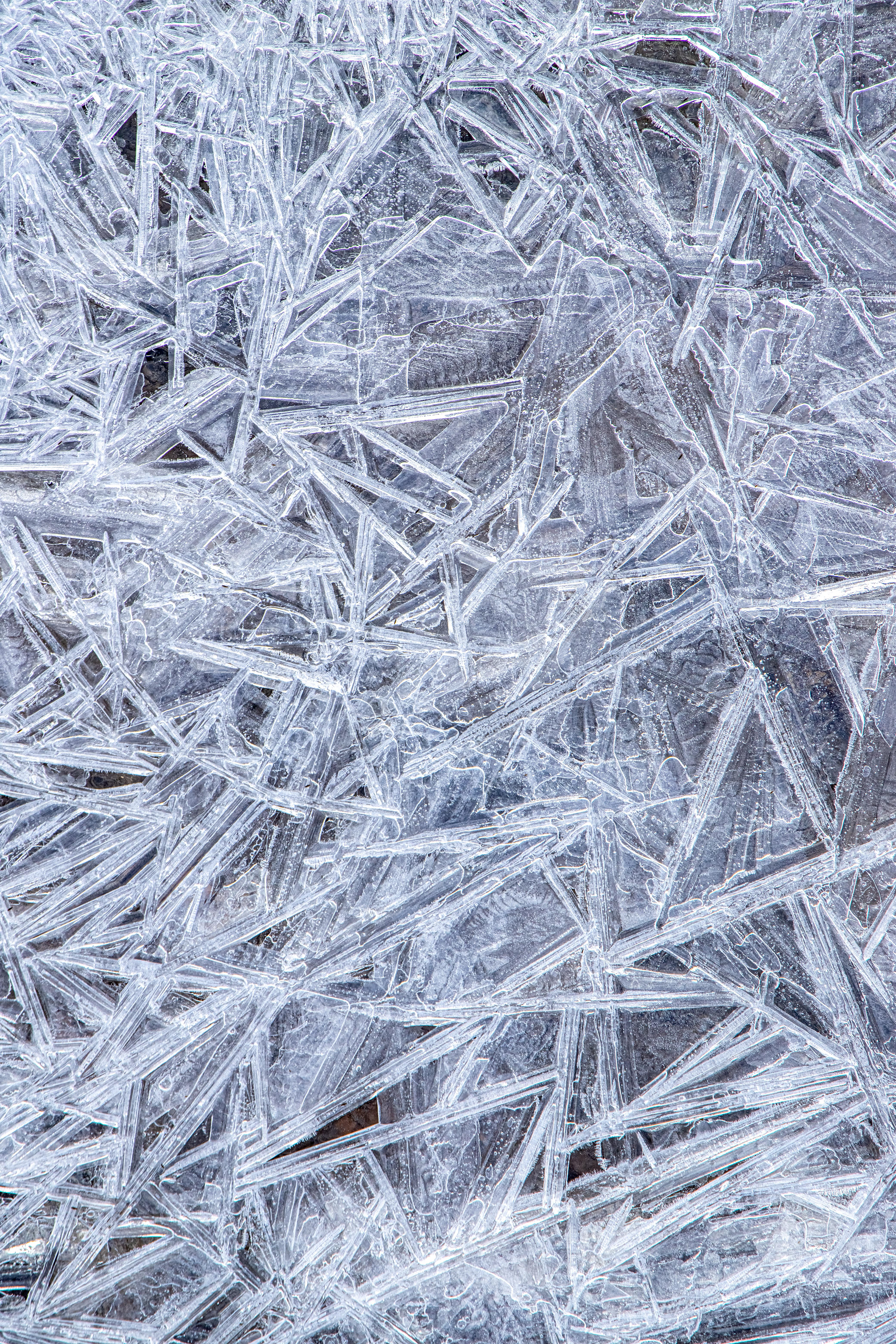 First Freeze Fractals