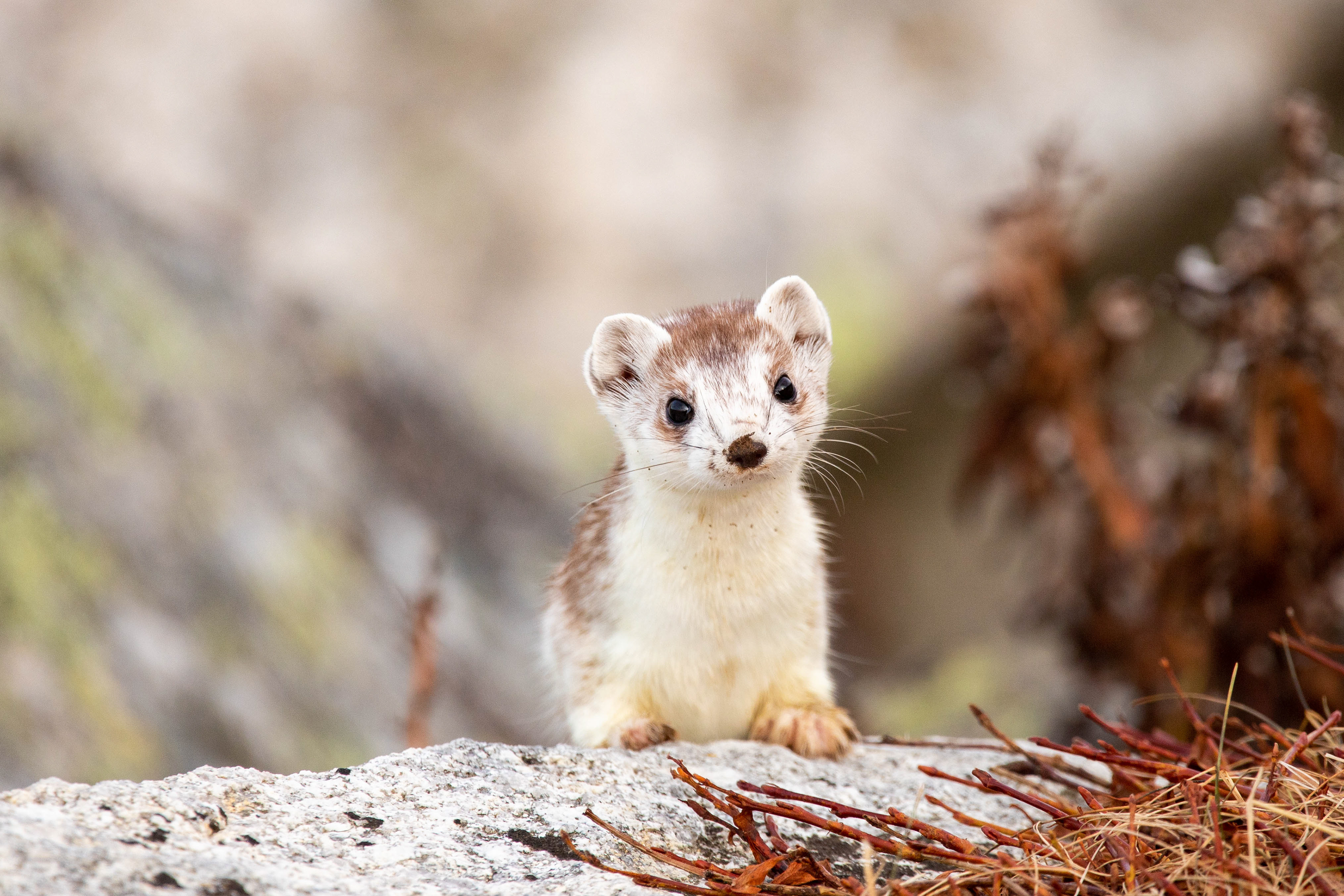 Weasel Watch