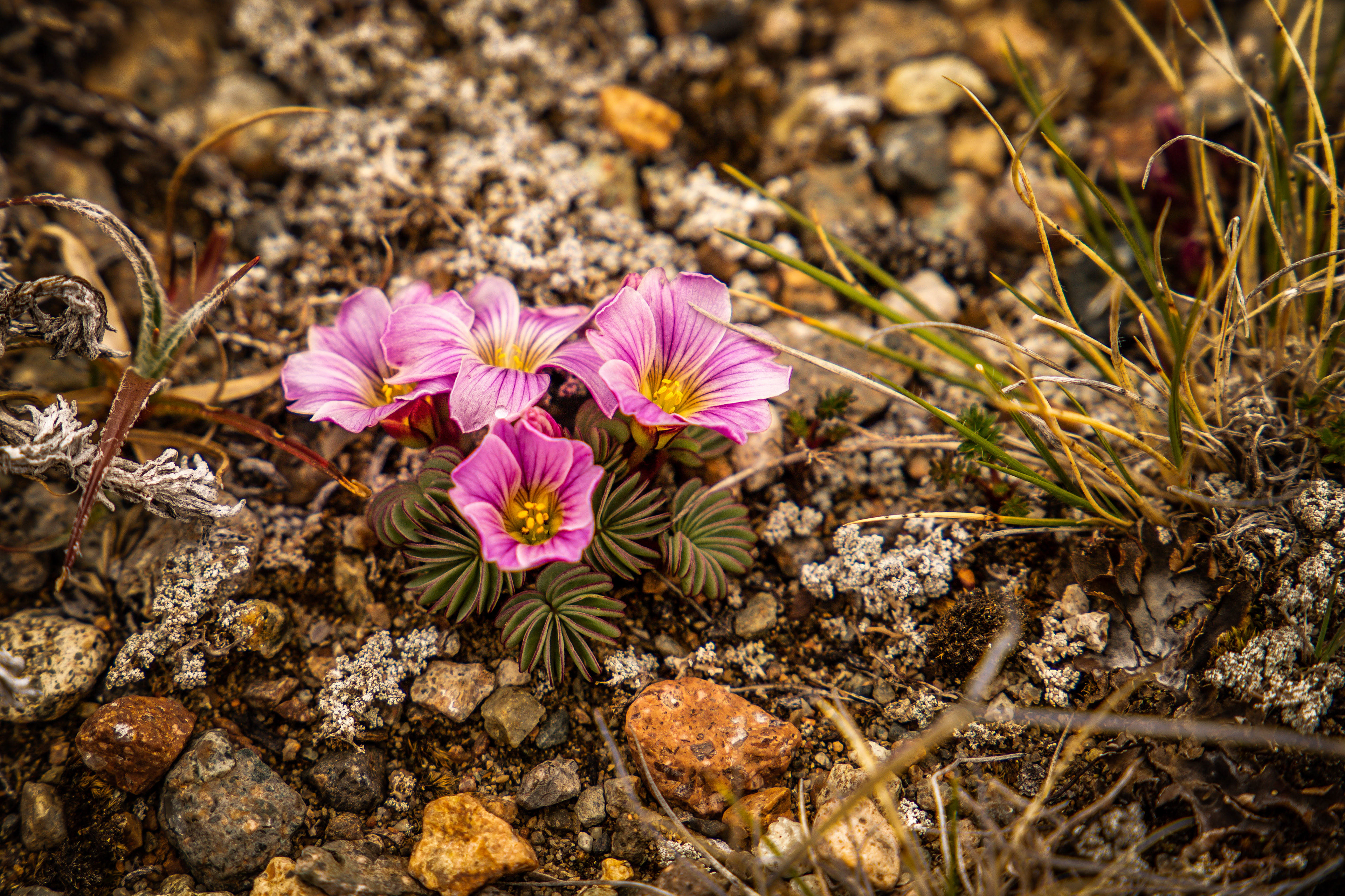 Tiny Flower 1