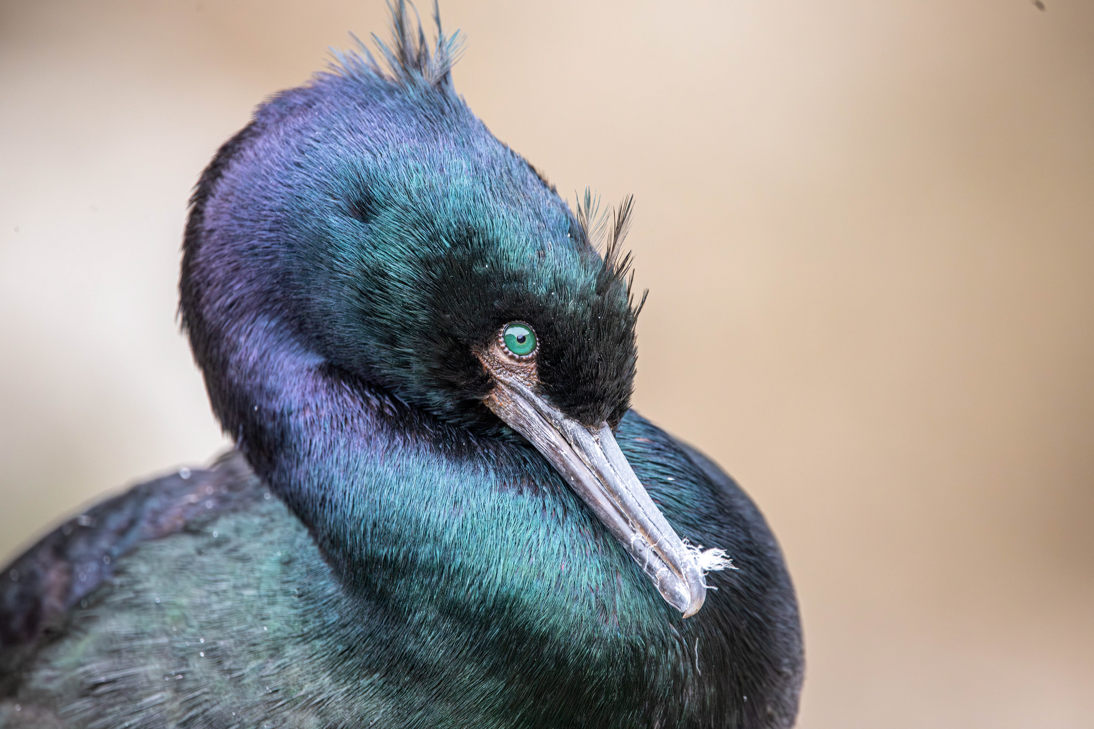 Cormorant Eye