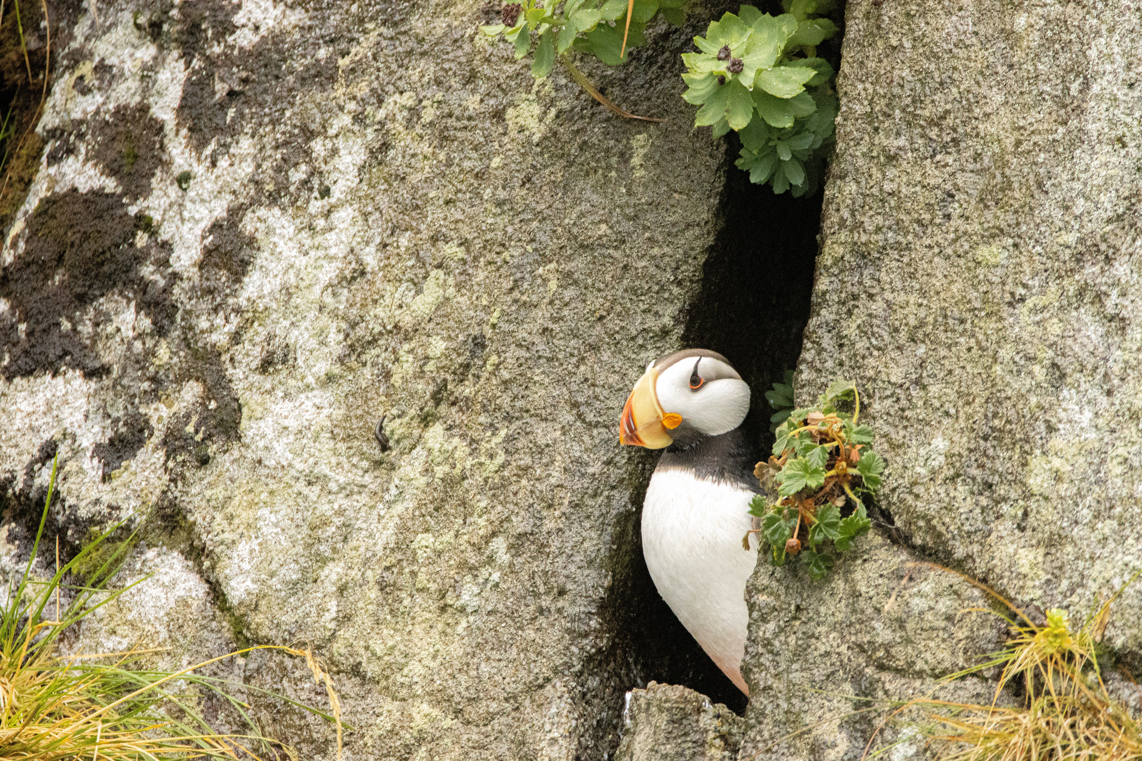 Peeking Puffin