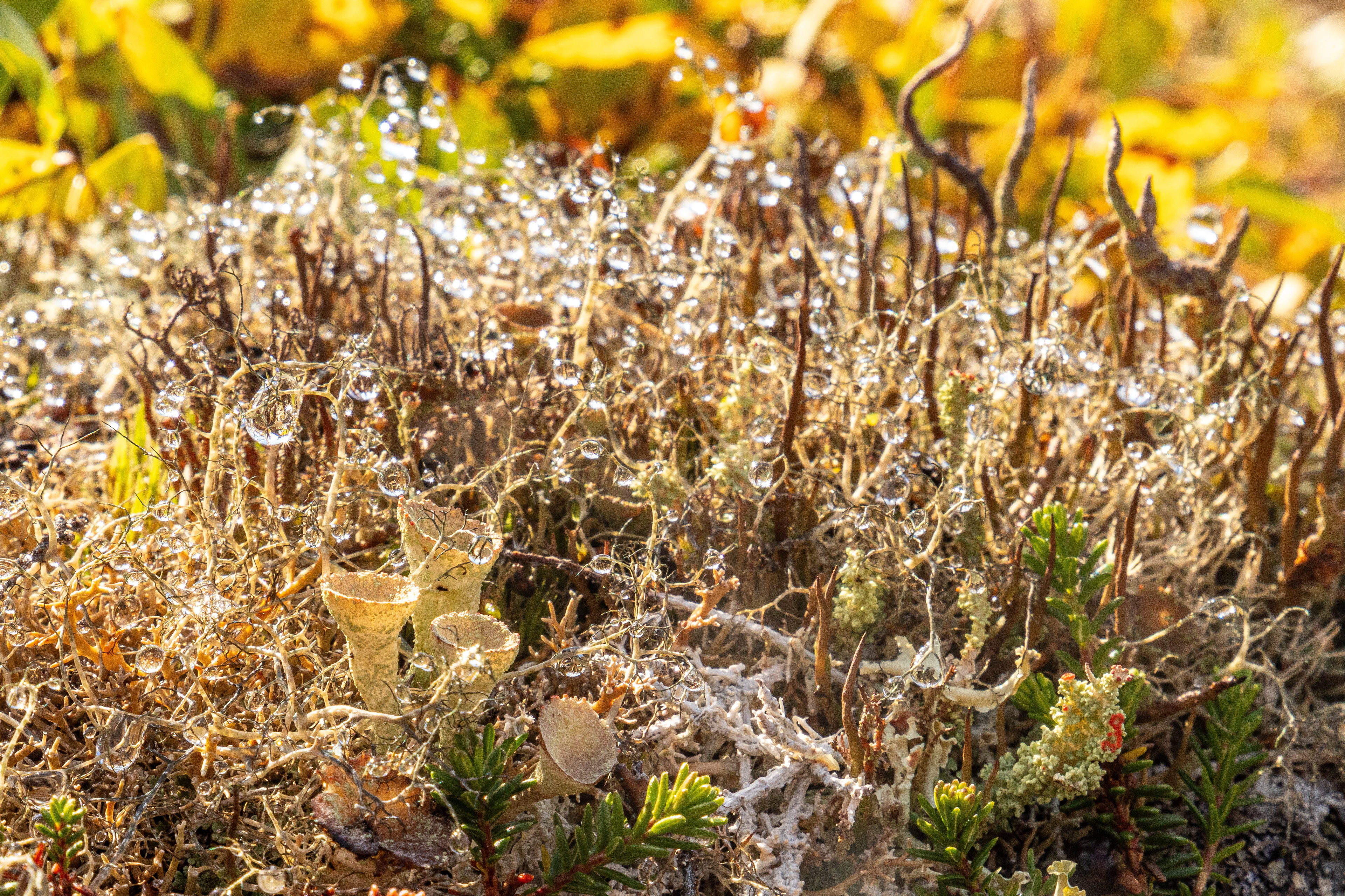 Lichen Rain