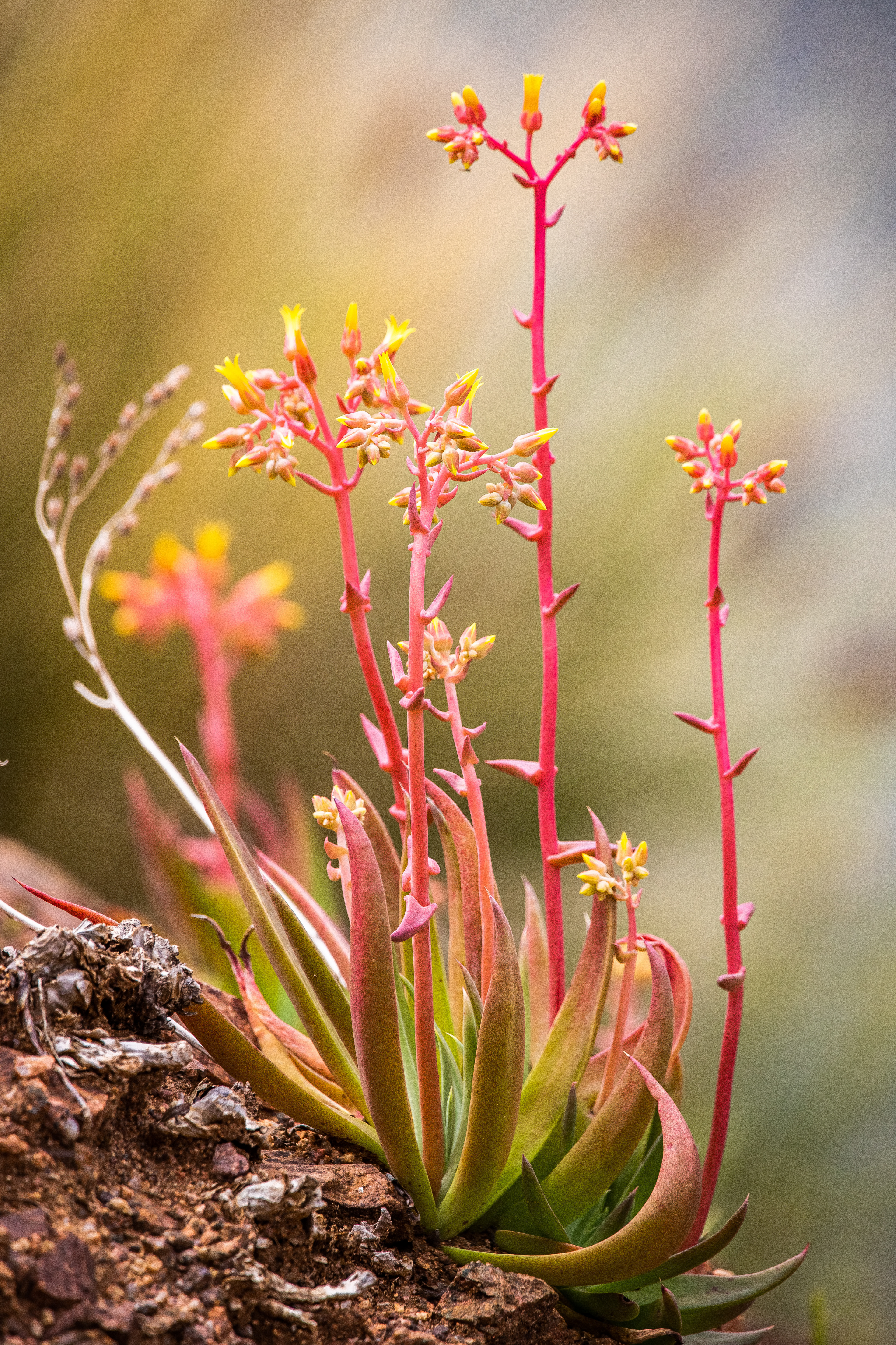 Desert Succulent 2
