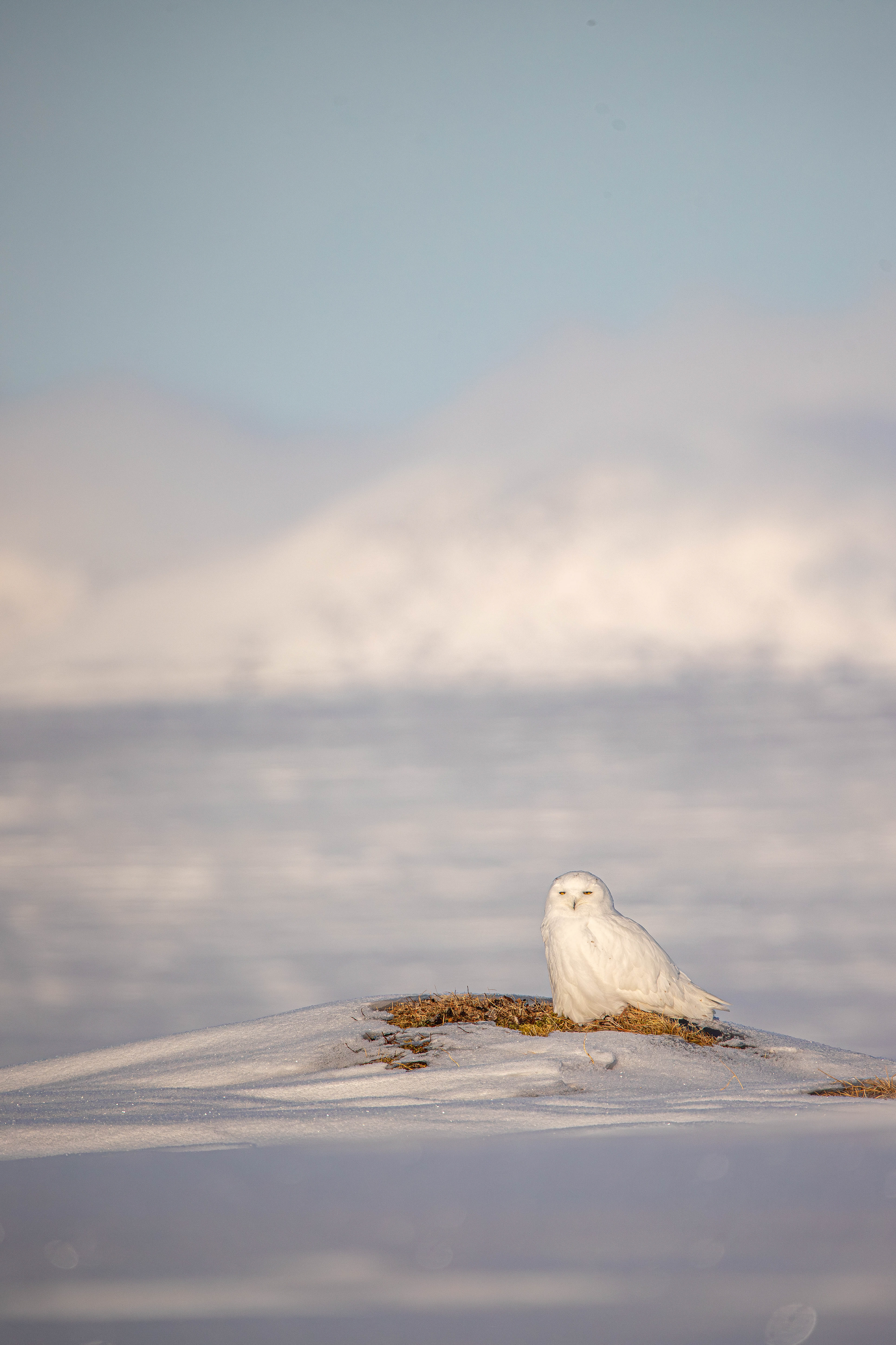 Sunning Snowy Owl
