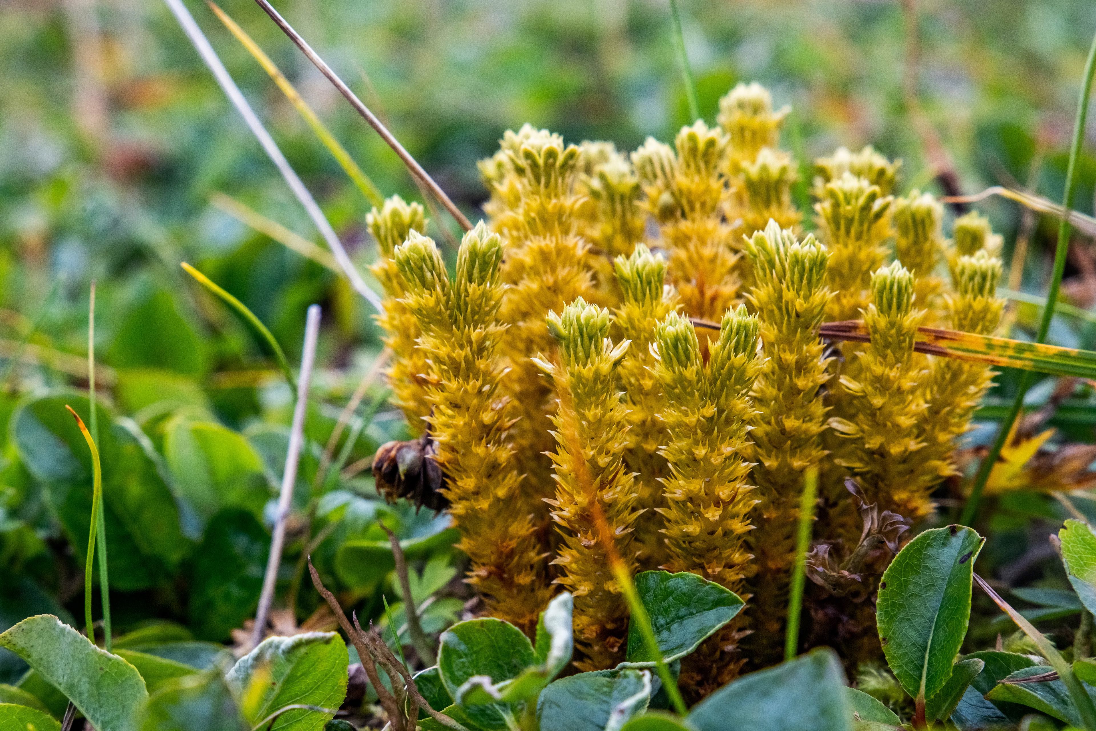 Arctic Club Moss