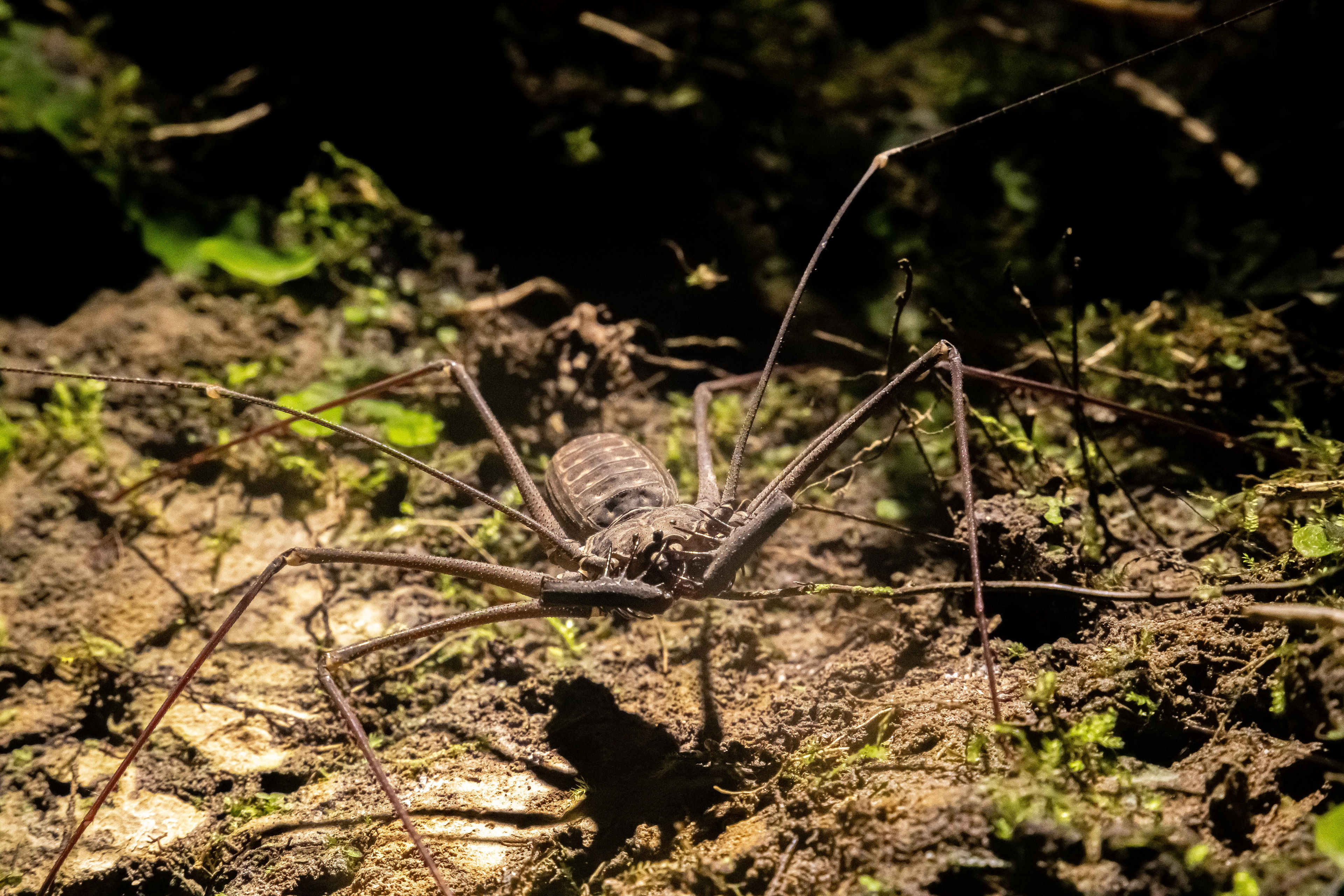 Amblypygi, Peru