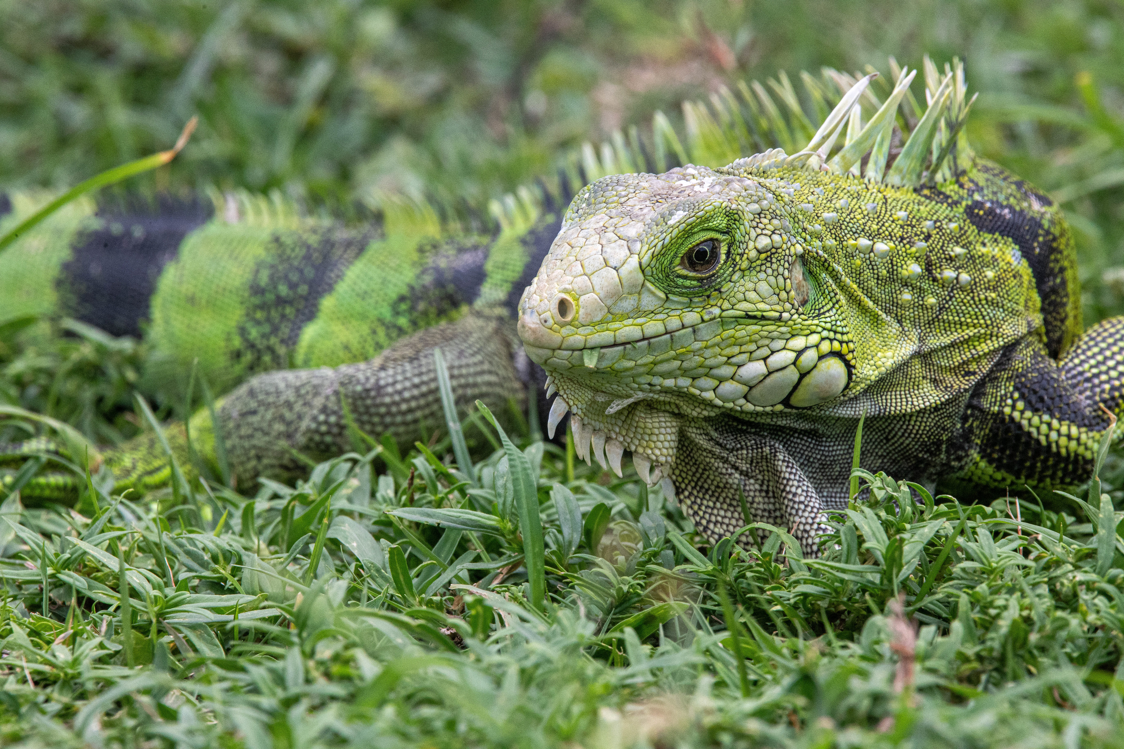 Iguanalawn, Puerto Rico