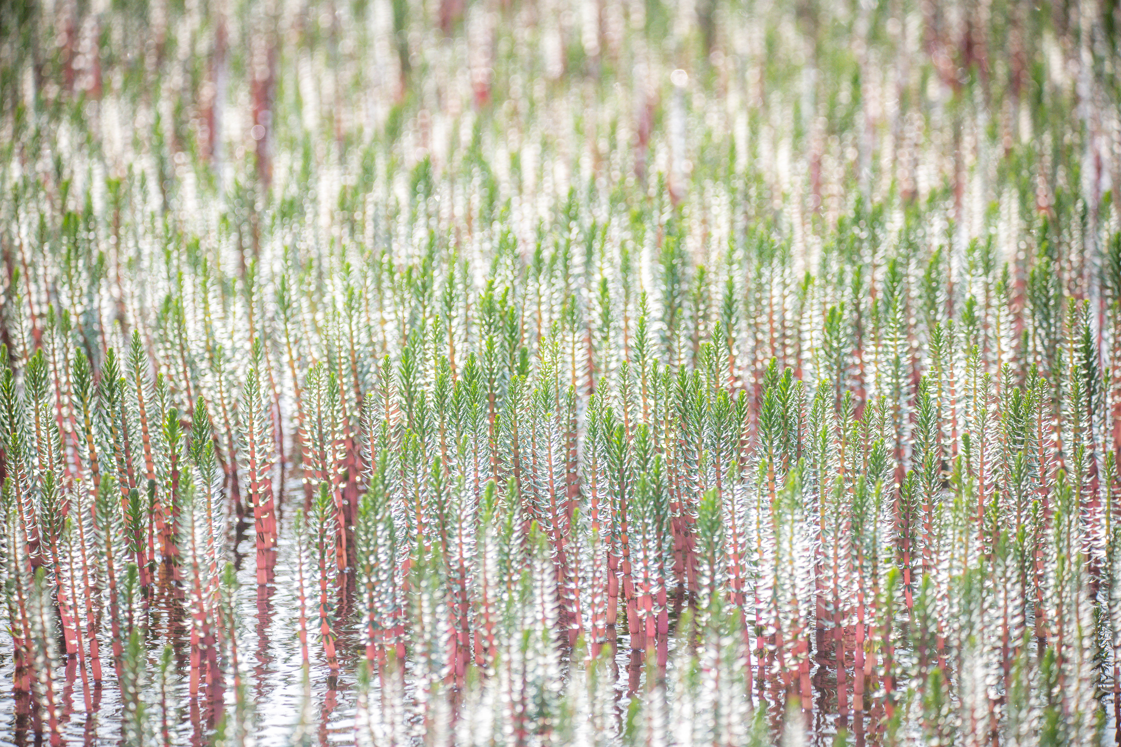 Asparagus Aquarobics 1