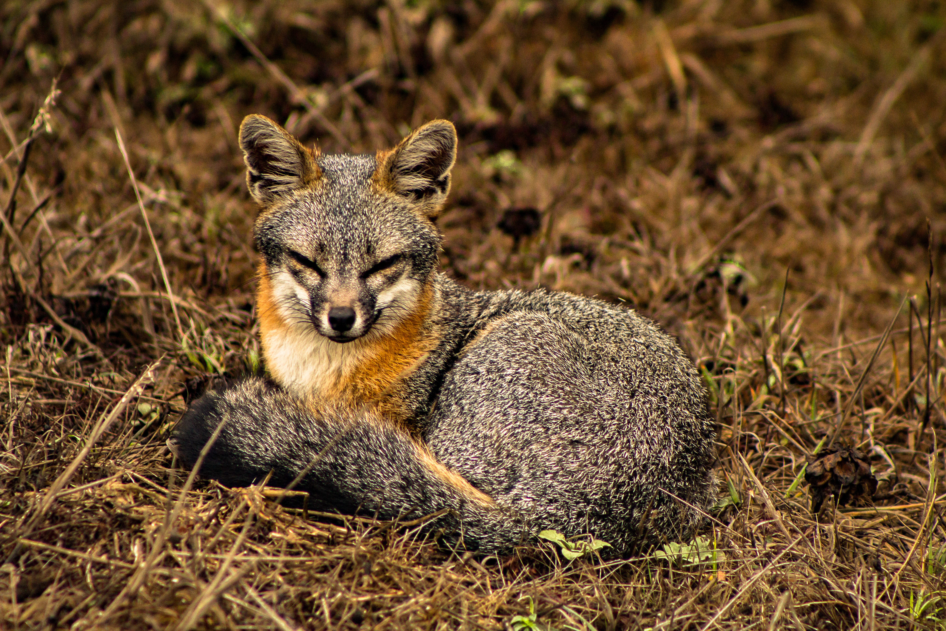 Gray Fox, California