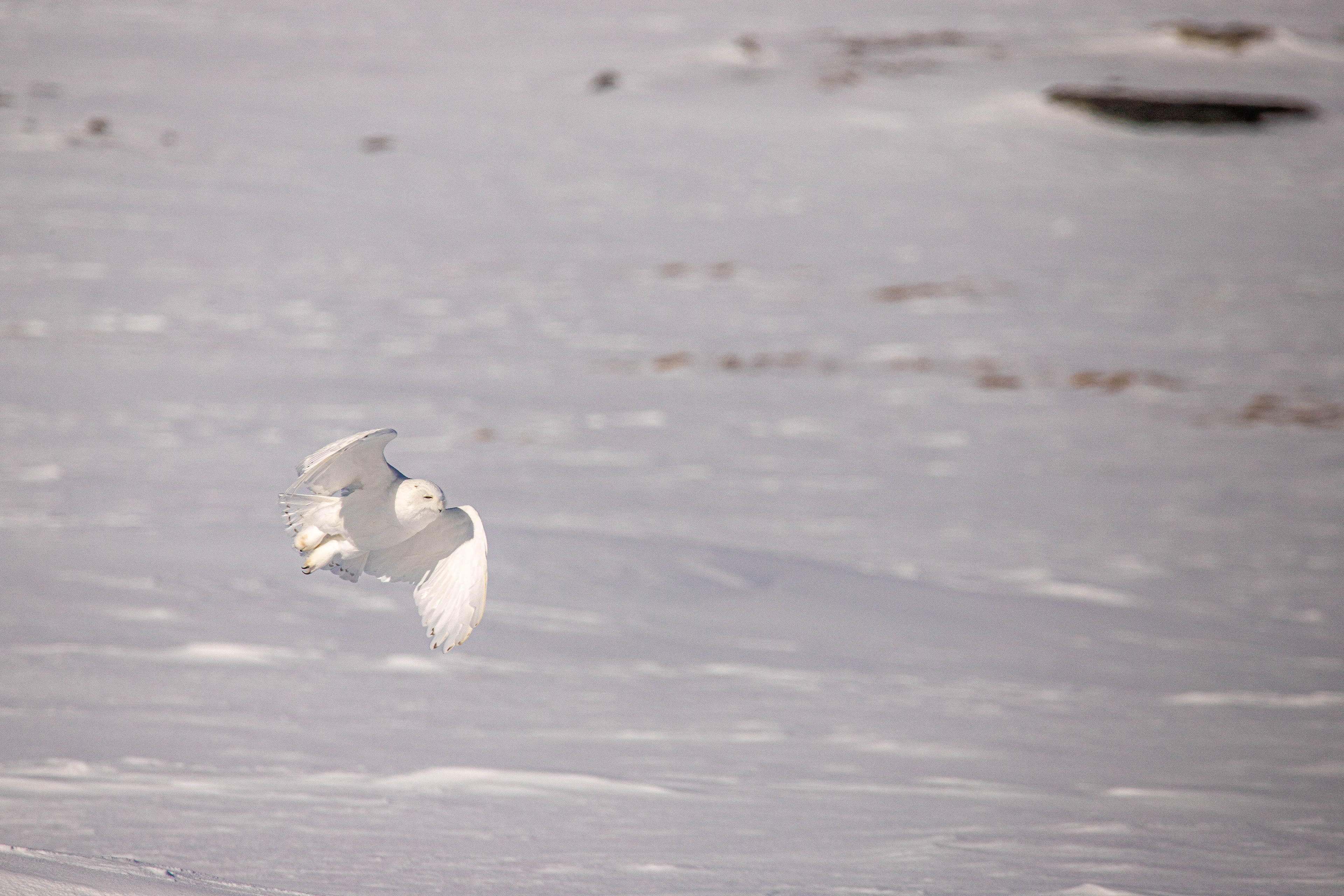 Swooping Snowy Owl