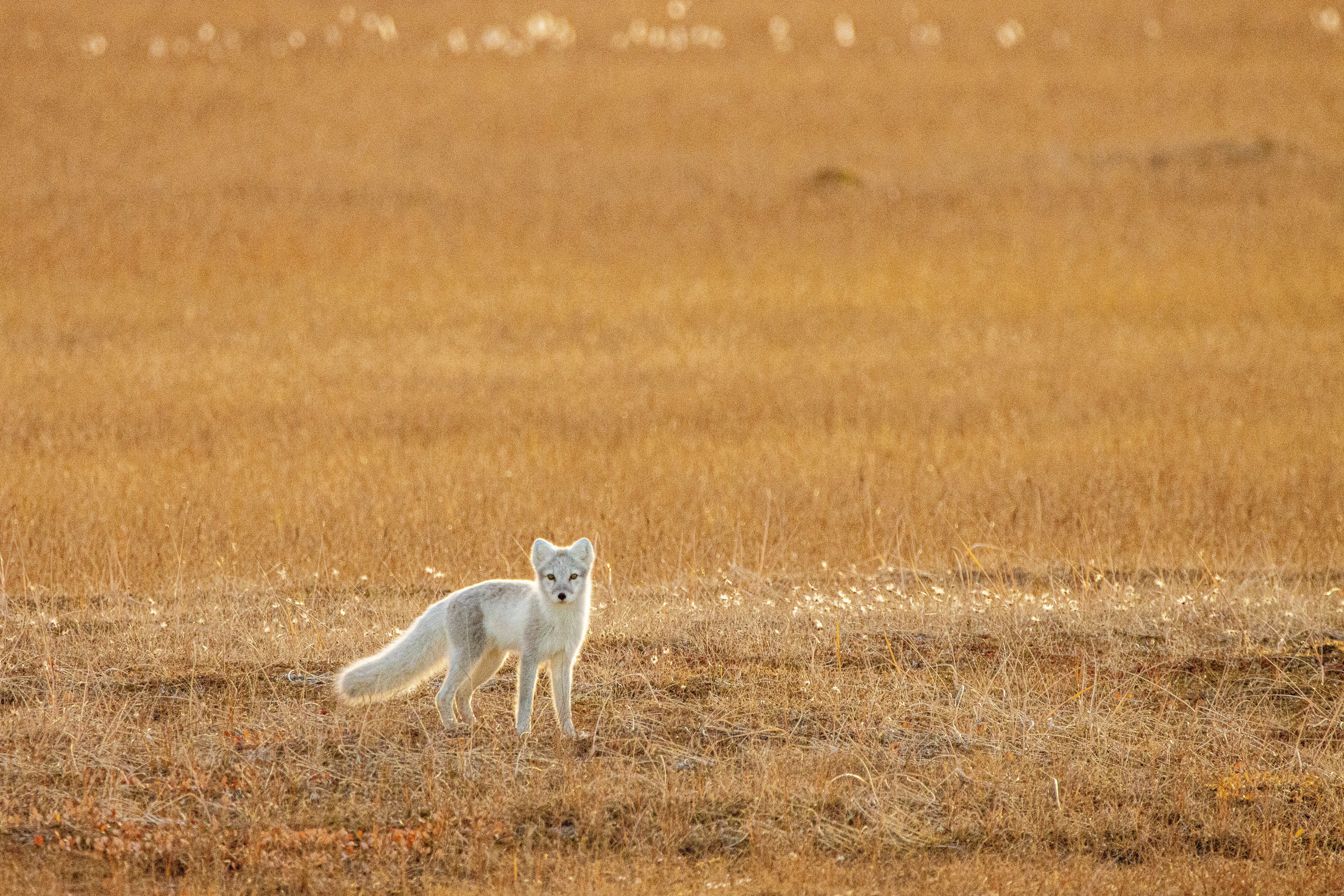 Arctic Fox Autumn