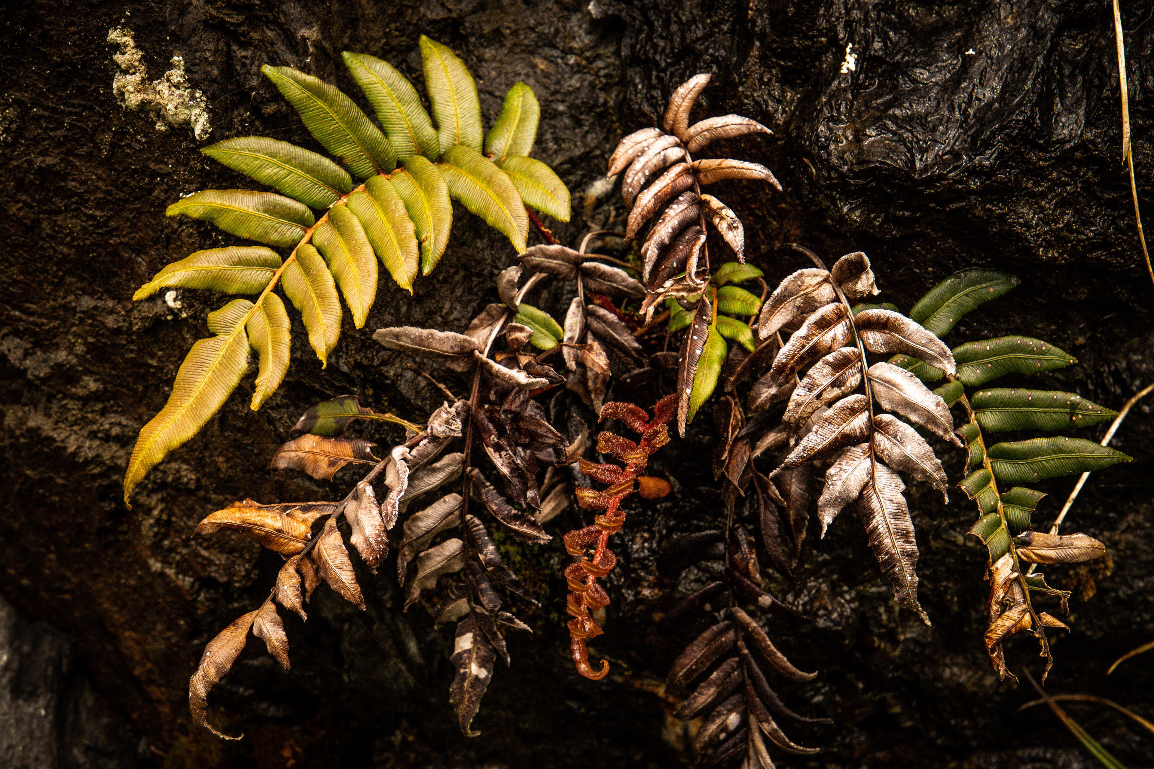 Ferns