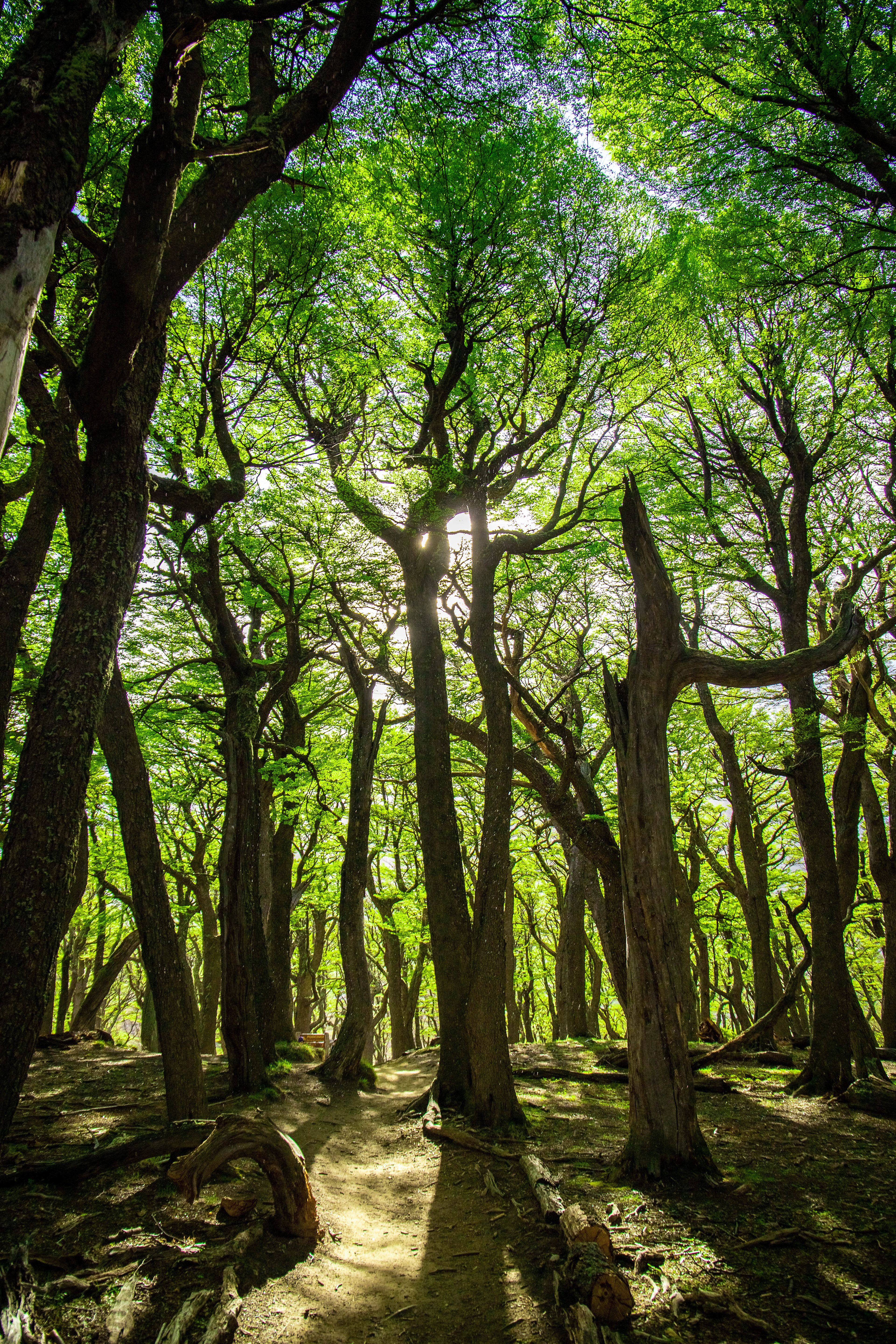 Spring Beeches, Argentina