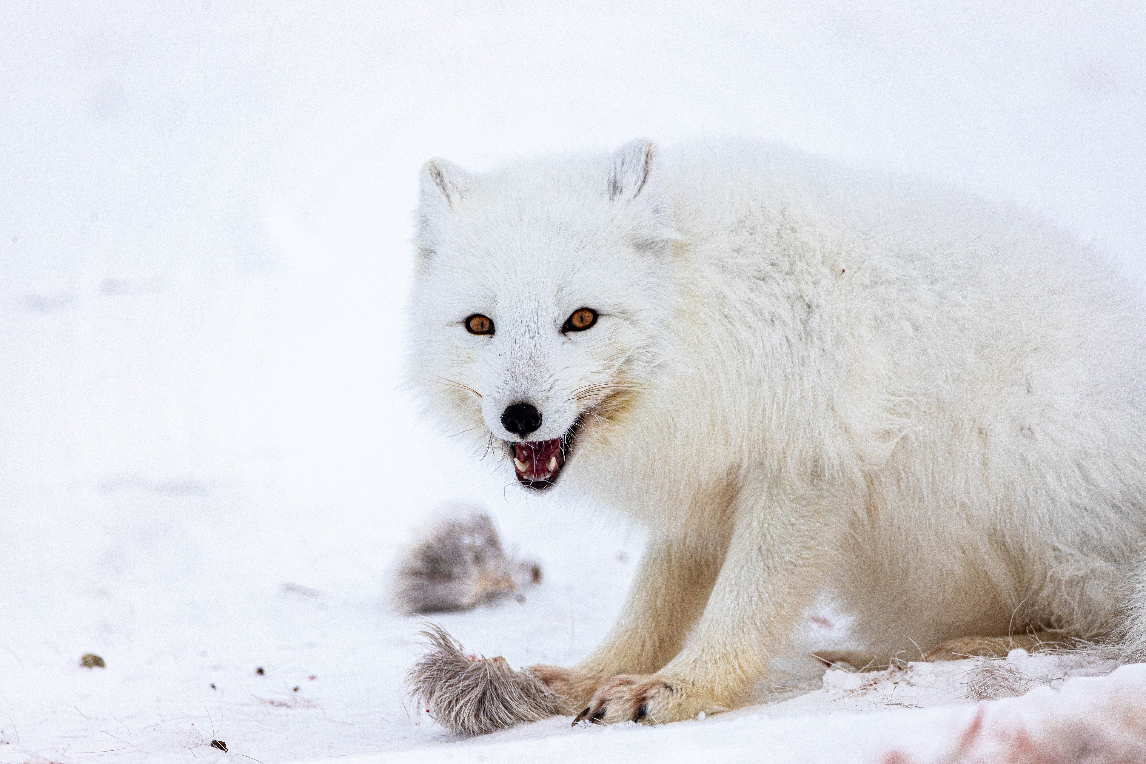 Scavenger Smile