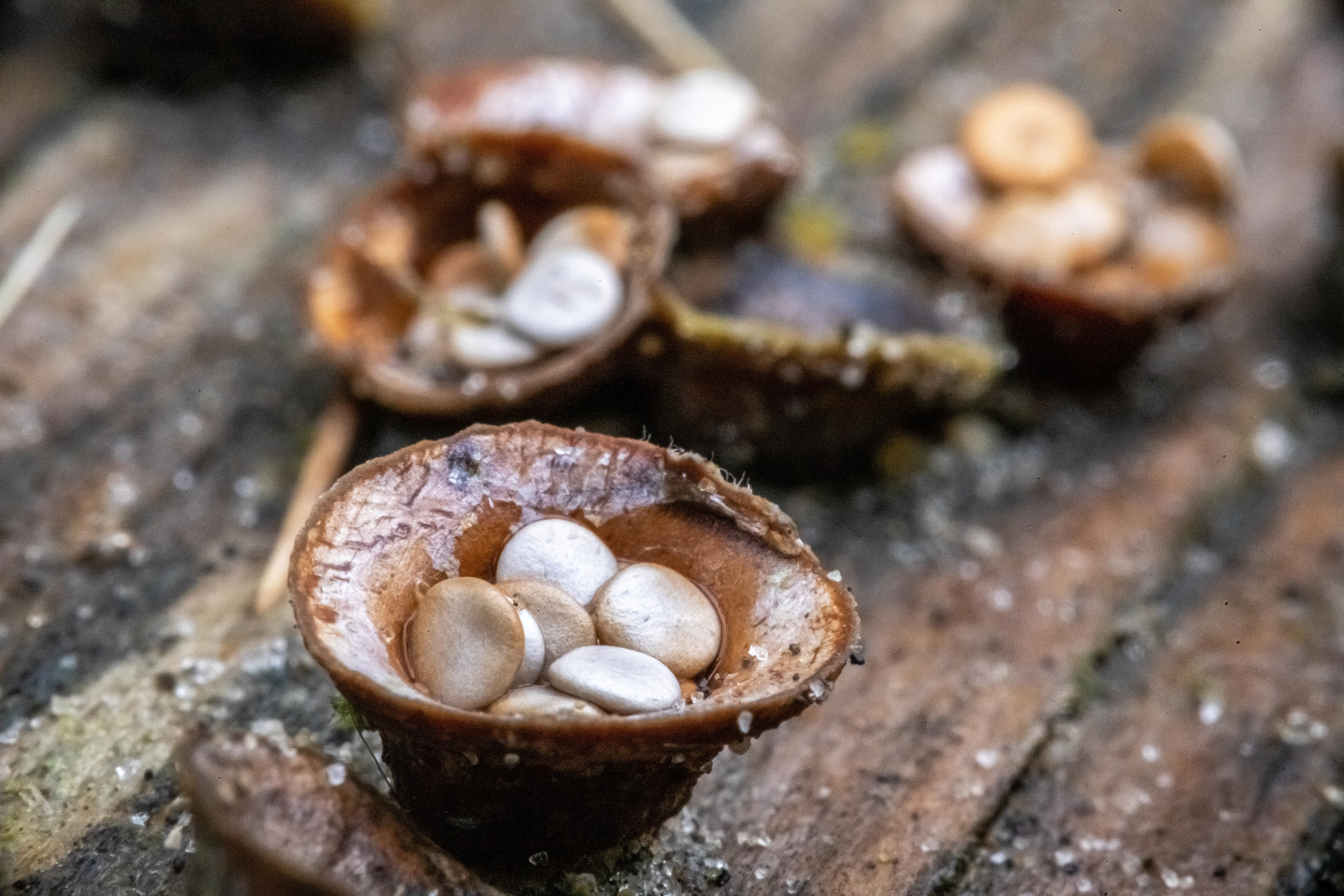 Bird's Nest Fungi