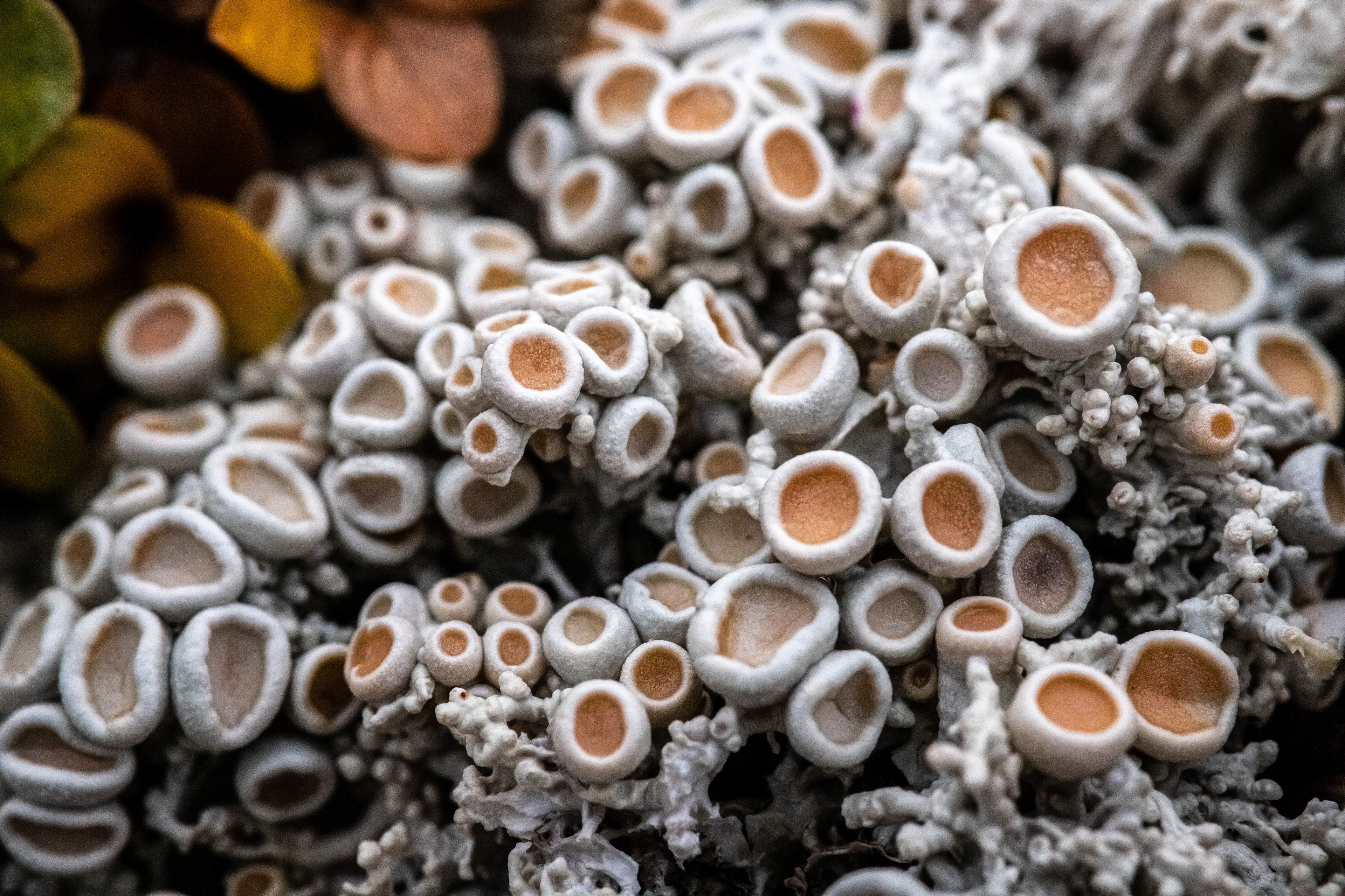 Pottery Class Lichen