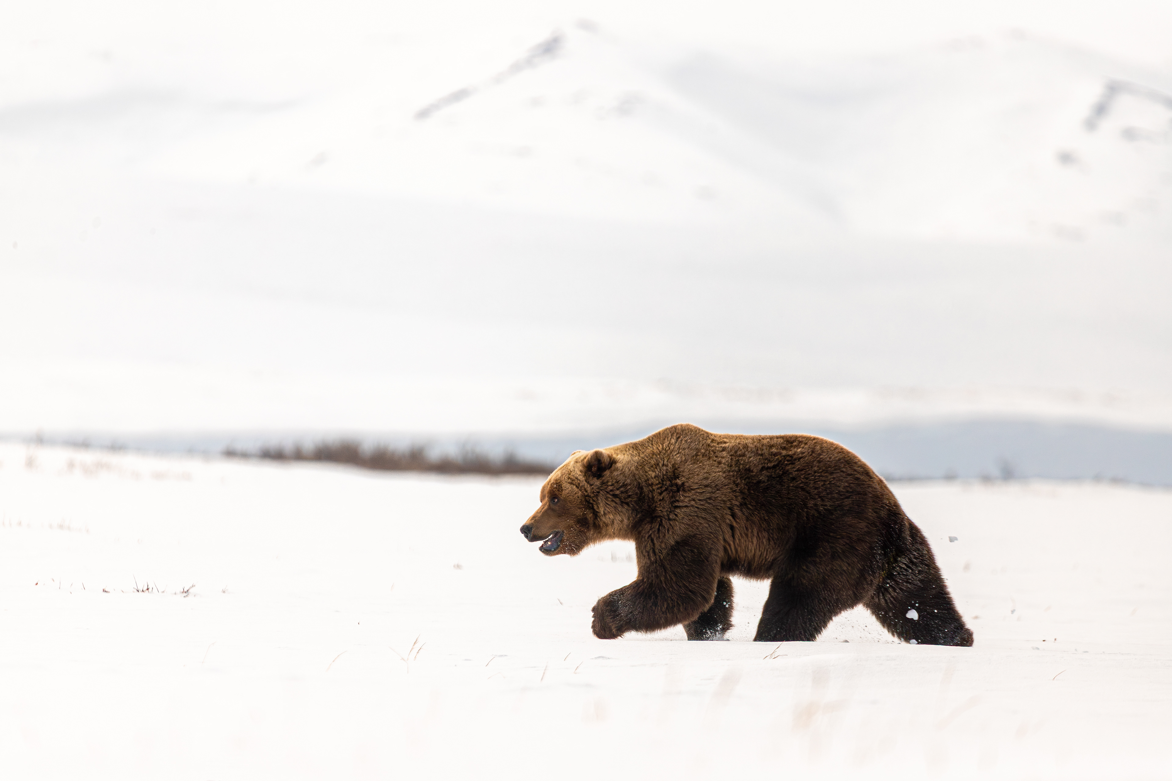 Brown Bear