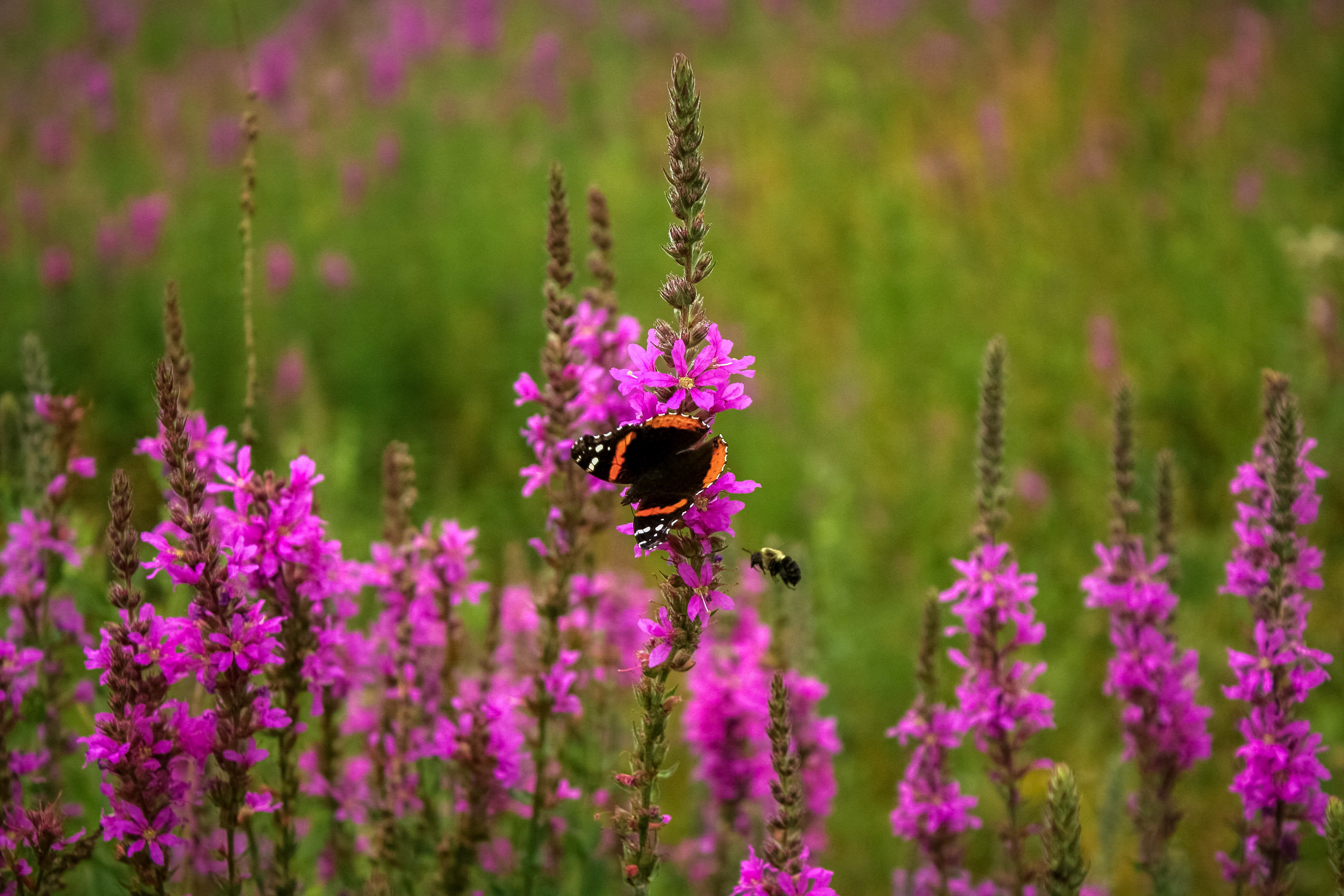 The Butterflies and the Bees