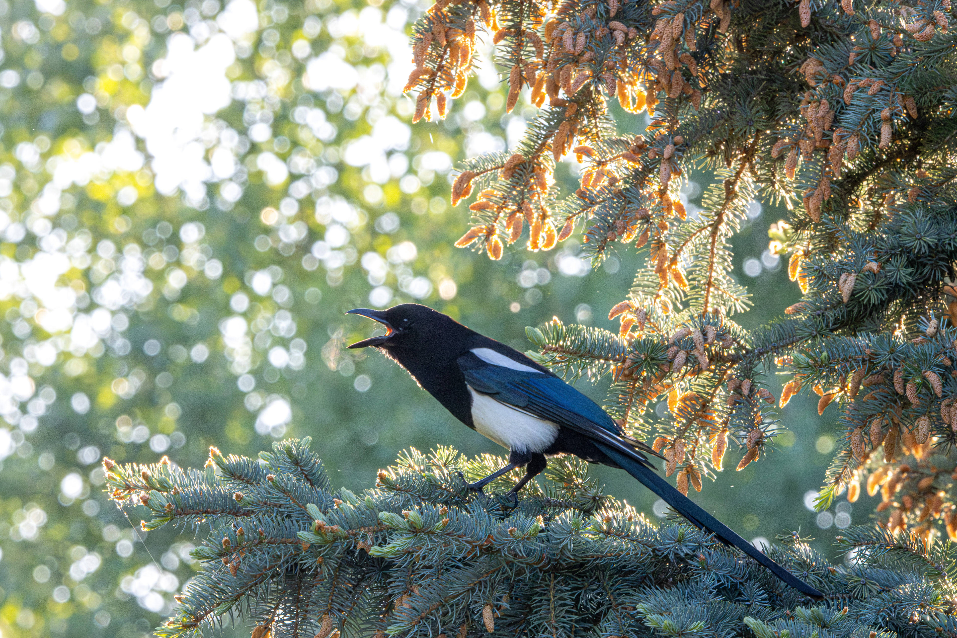 Magpie Morning, Montana