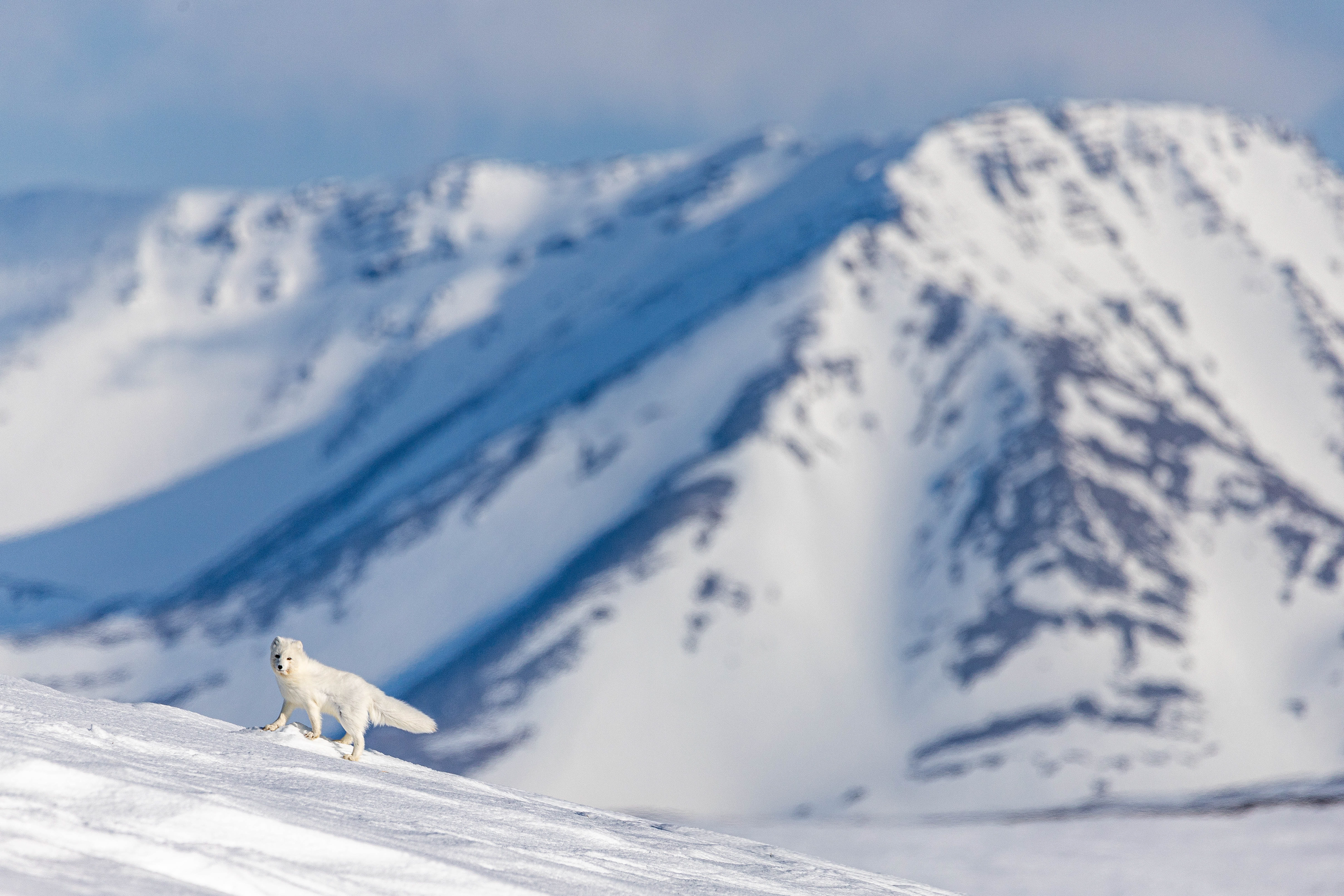 Arctic Fox on the Mountain
