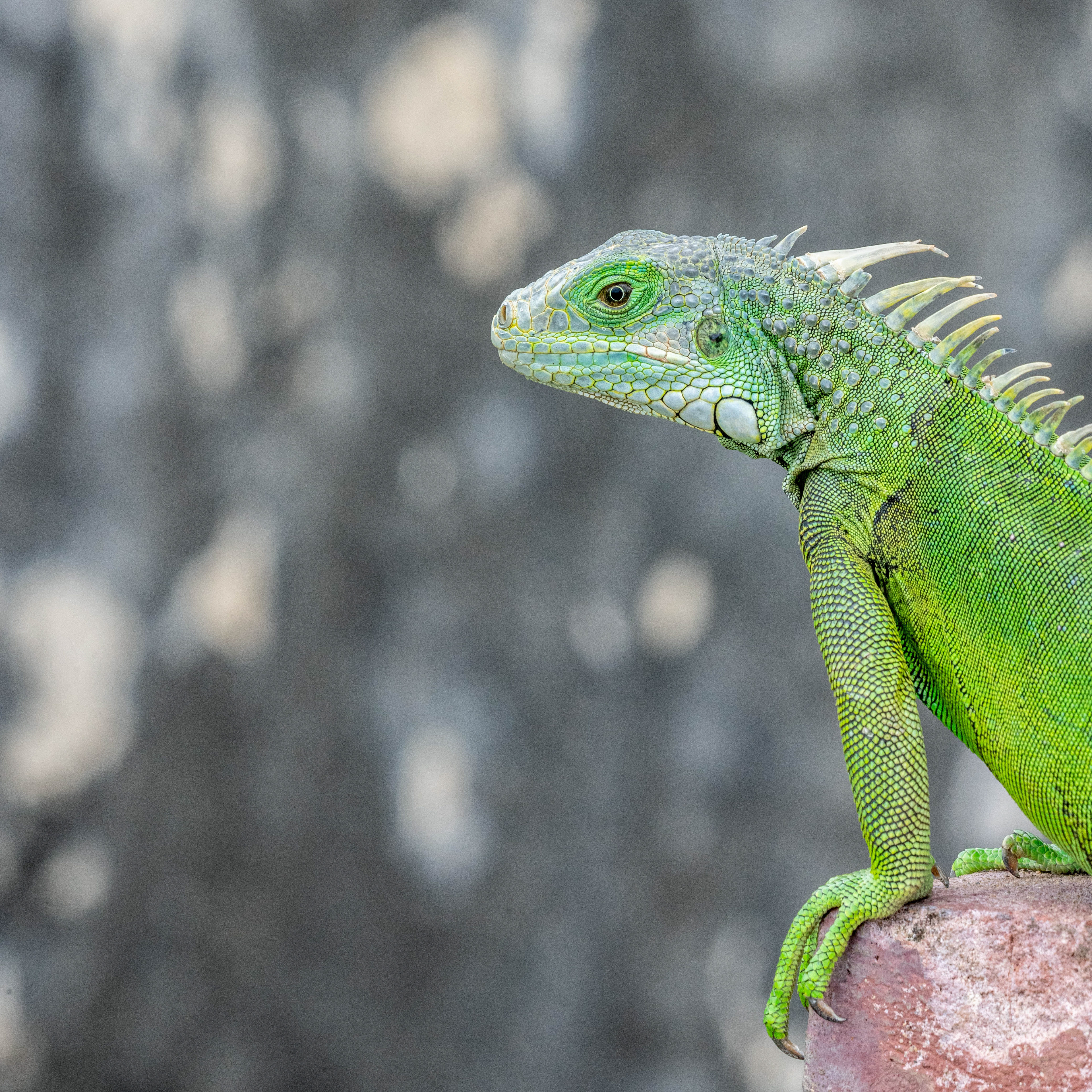 Green Eyeshadow, Puerto Rico