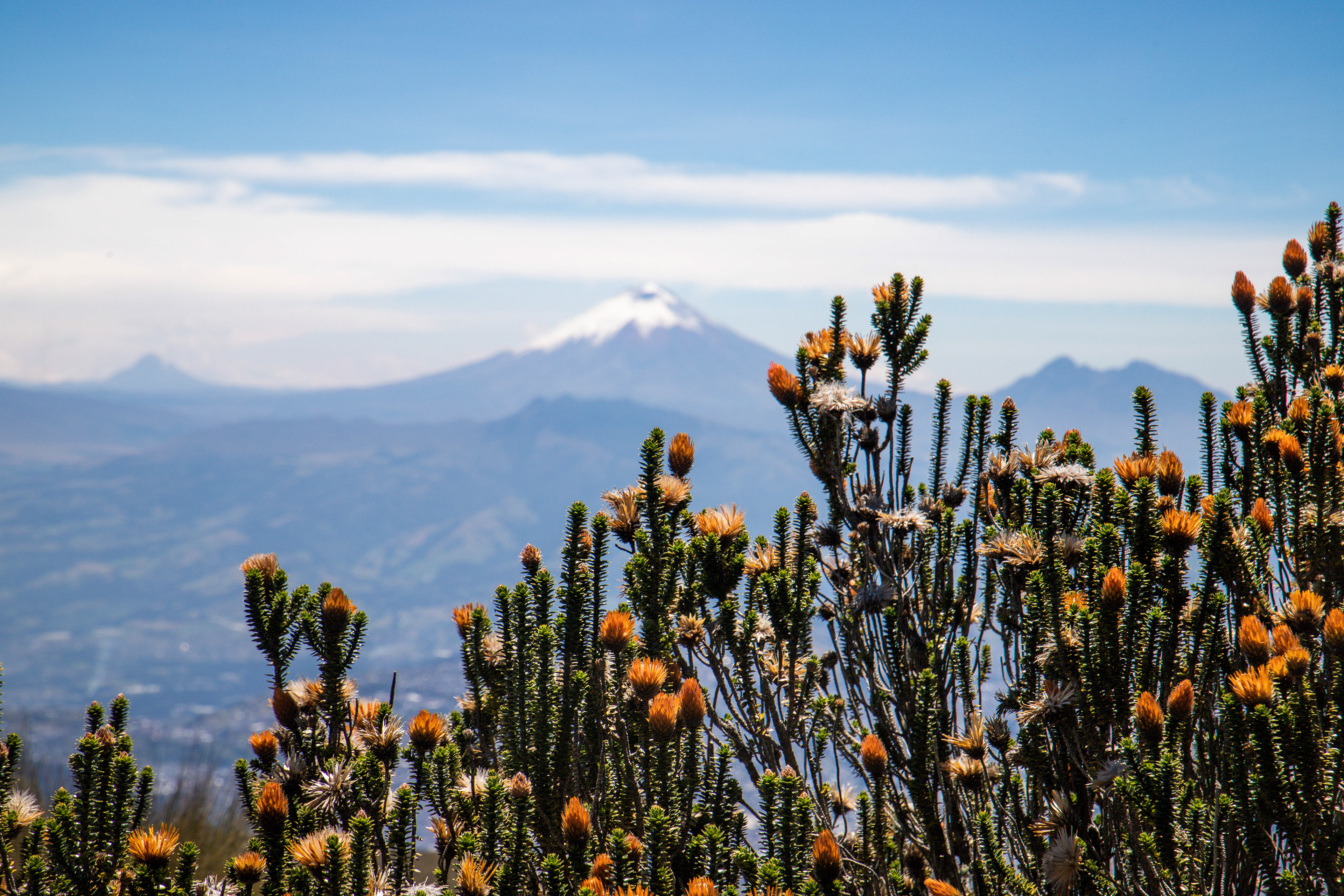 Cotopaxi Flowers, Ecuador