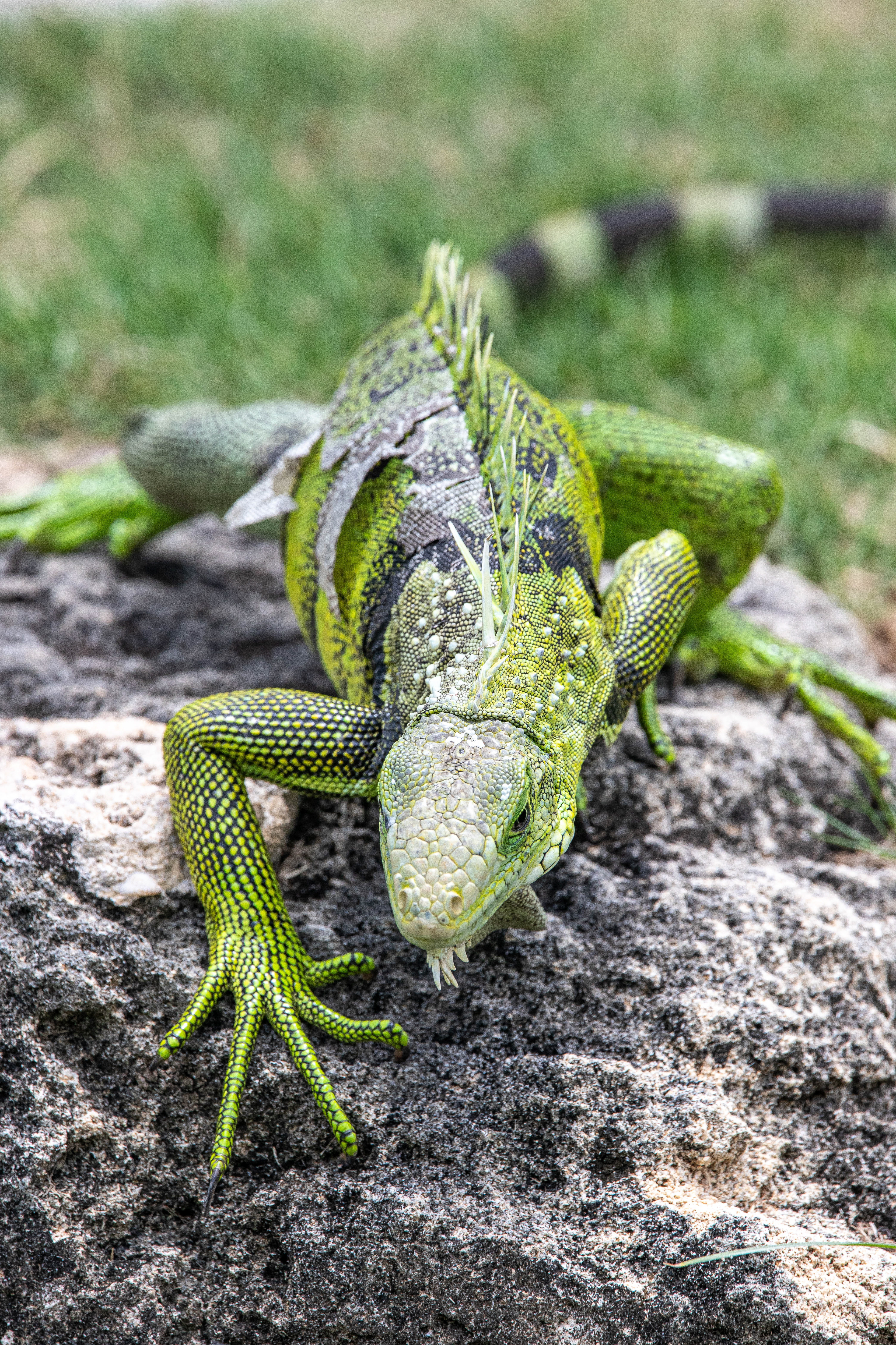 Iguana Fingers, Puerto Rico