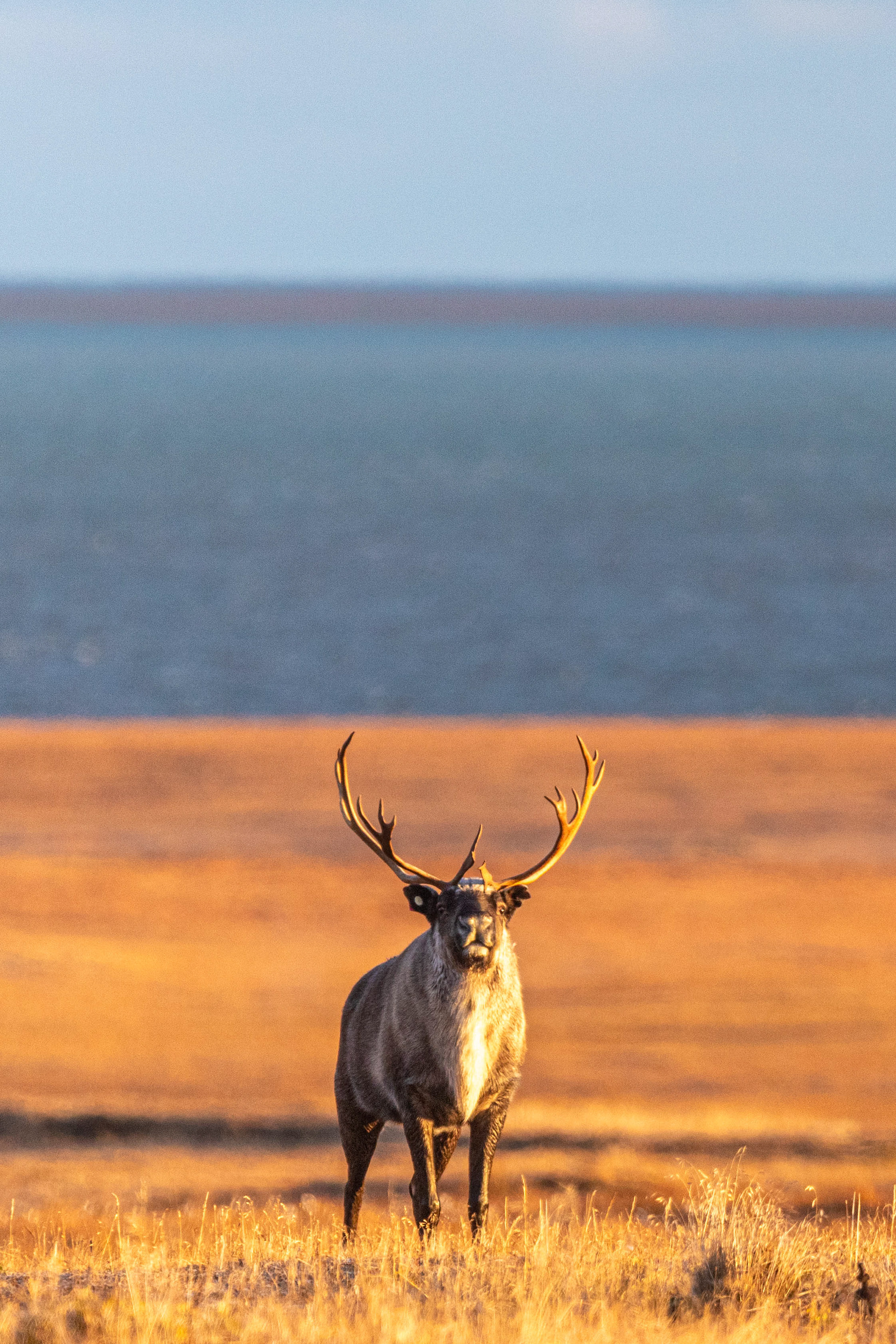 Golden Reindeer 2