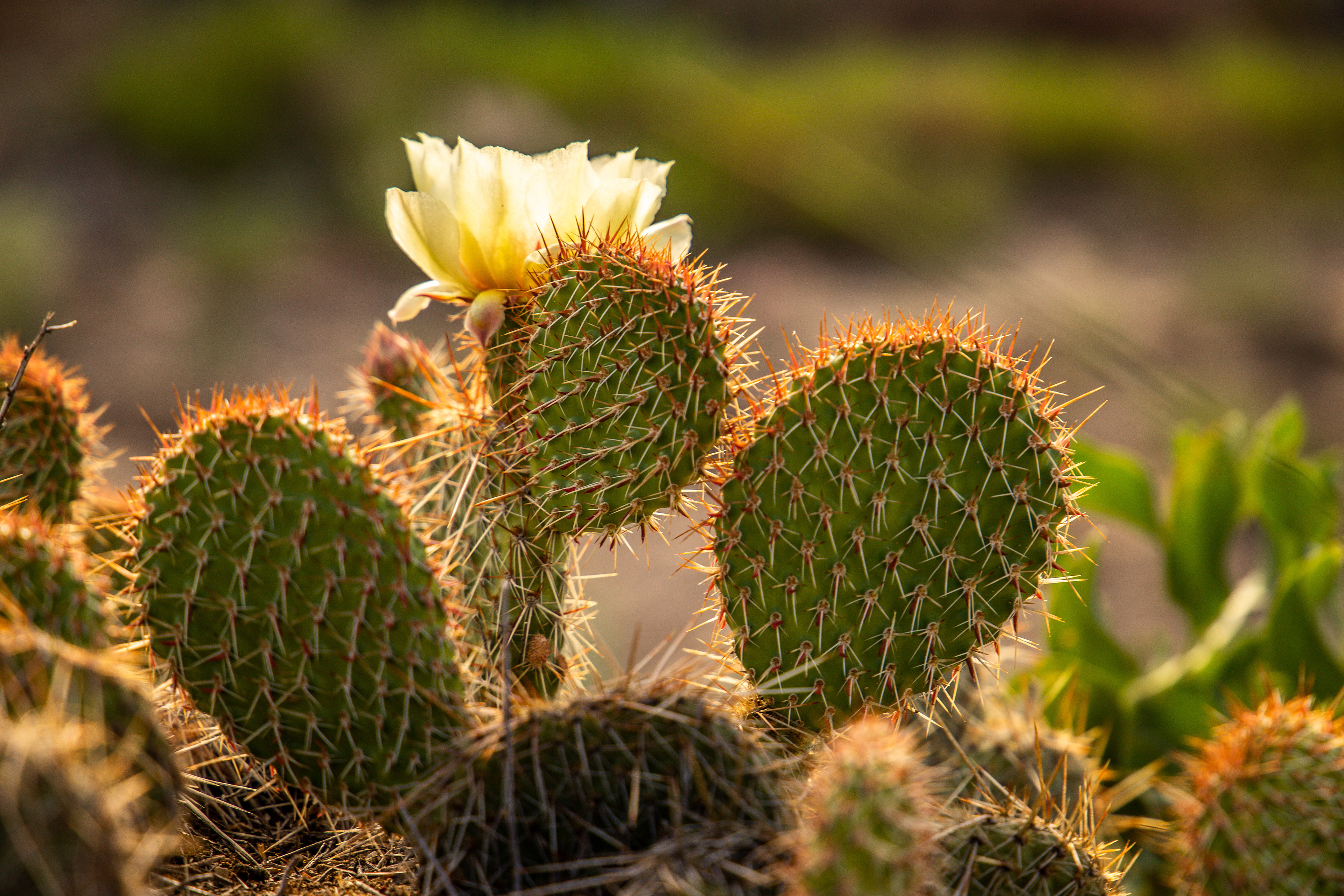 Prickly Pear