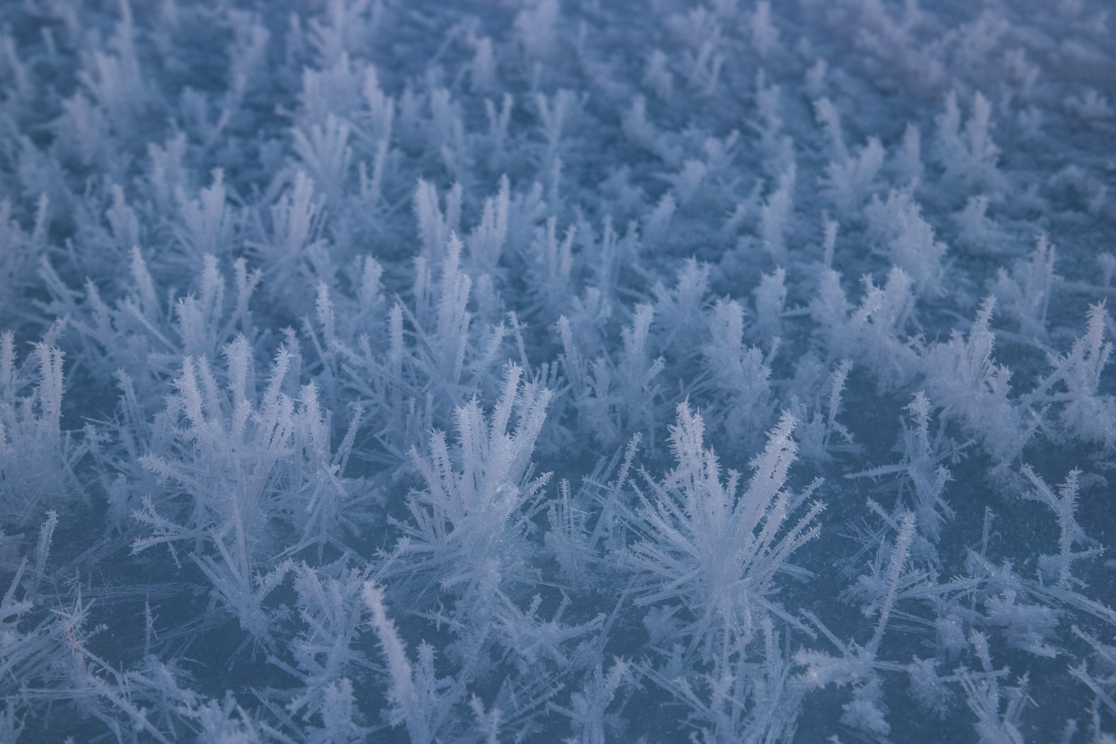 Ice Lichen
