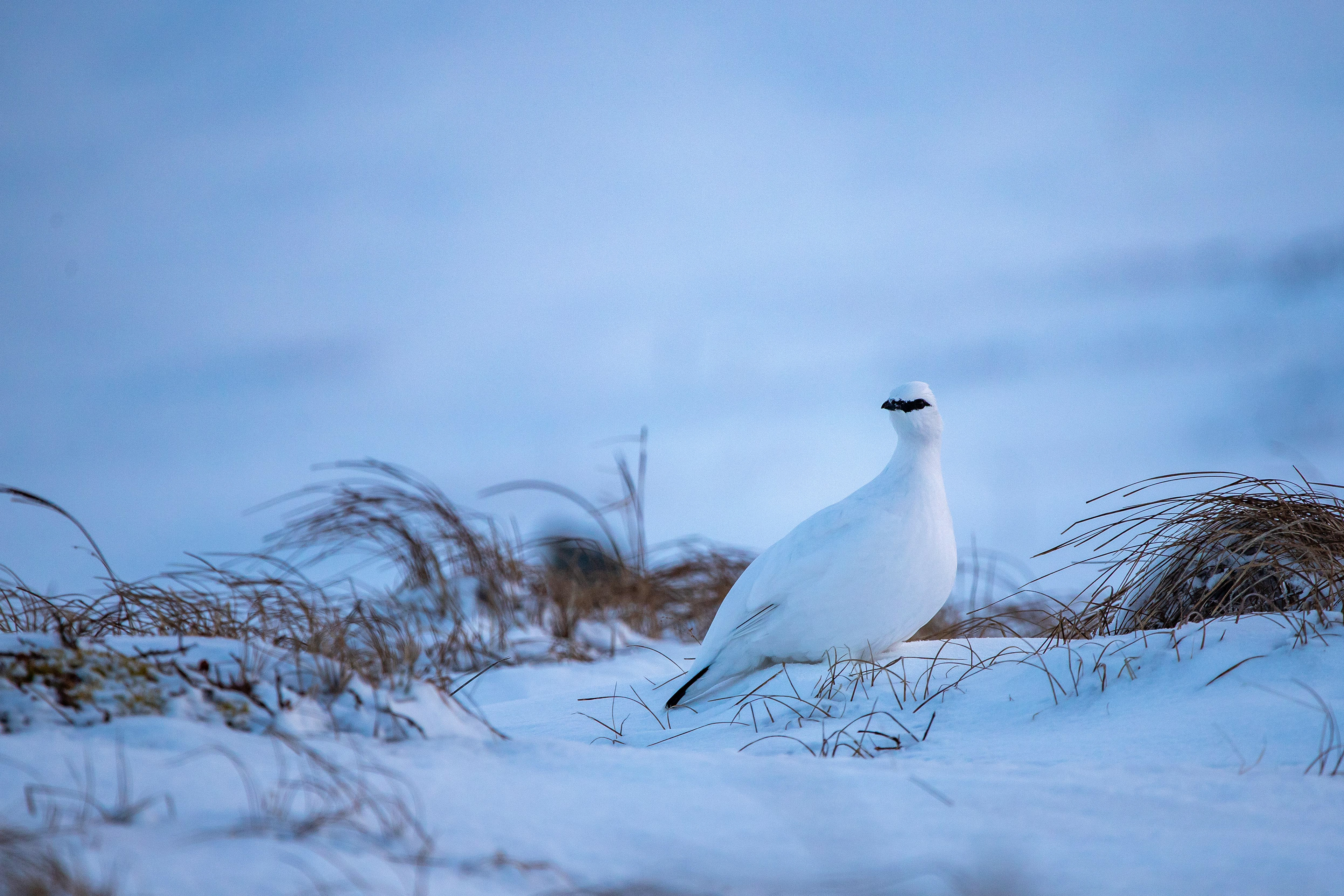 Ptarmigan Parade 2