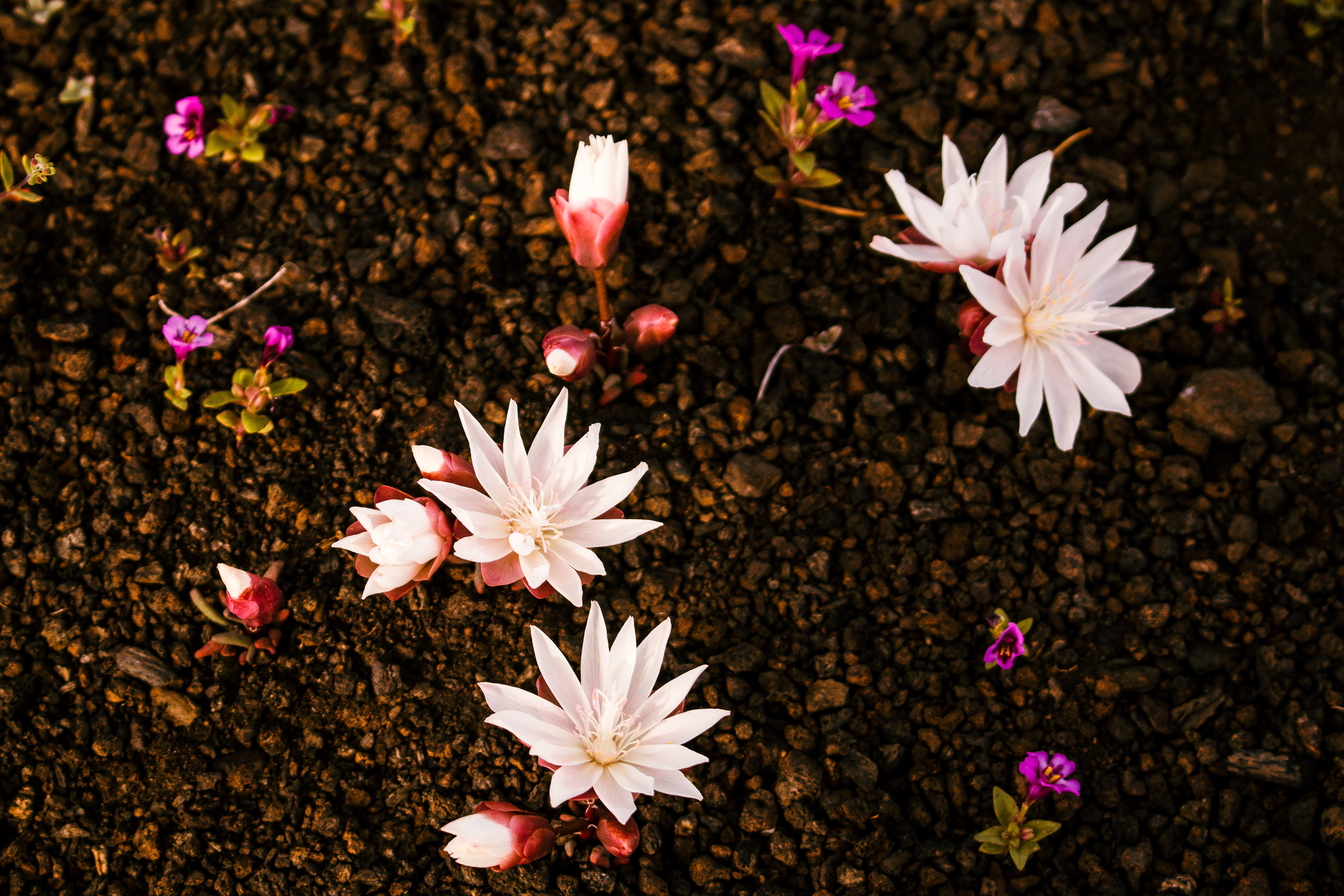 Arrowroot Blooms