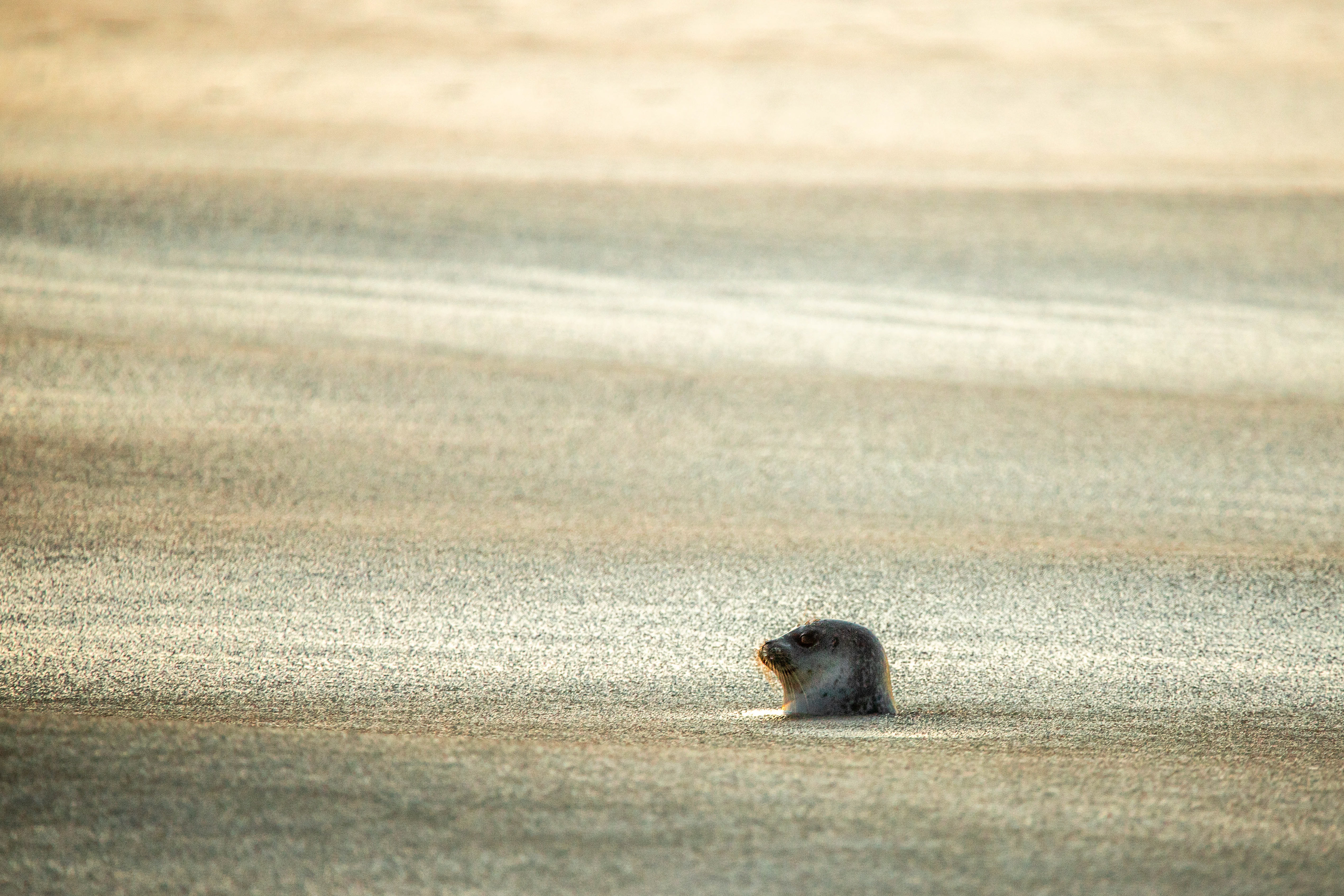 Seal in the Slush