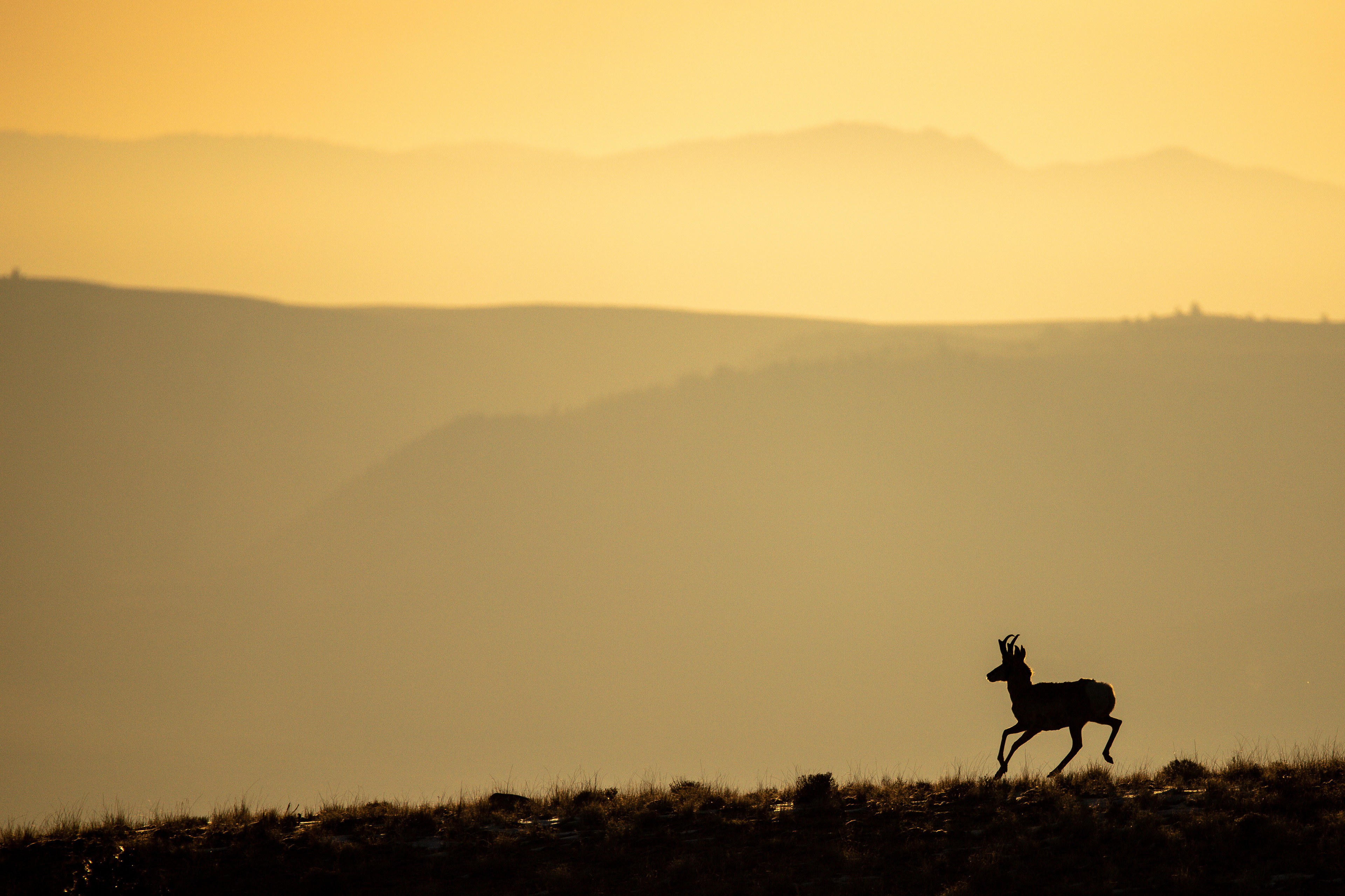 Prancing Pronghorn