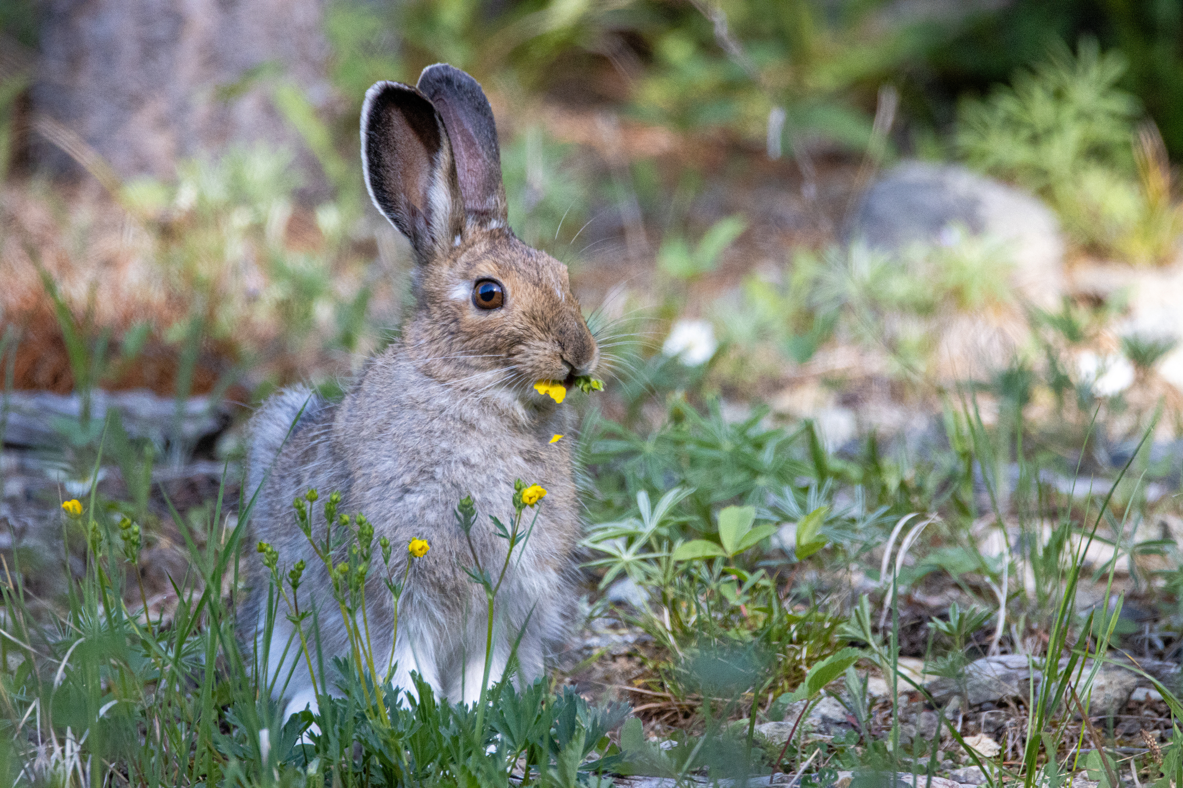 Snowshoe Hare Breakfast, Montana