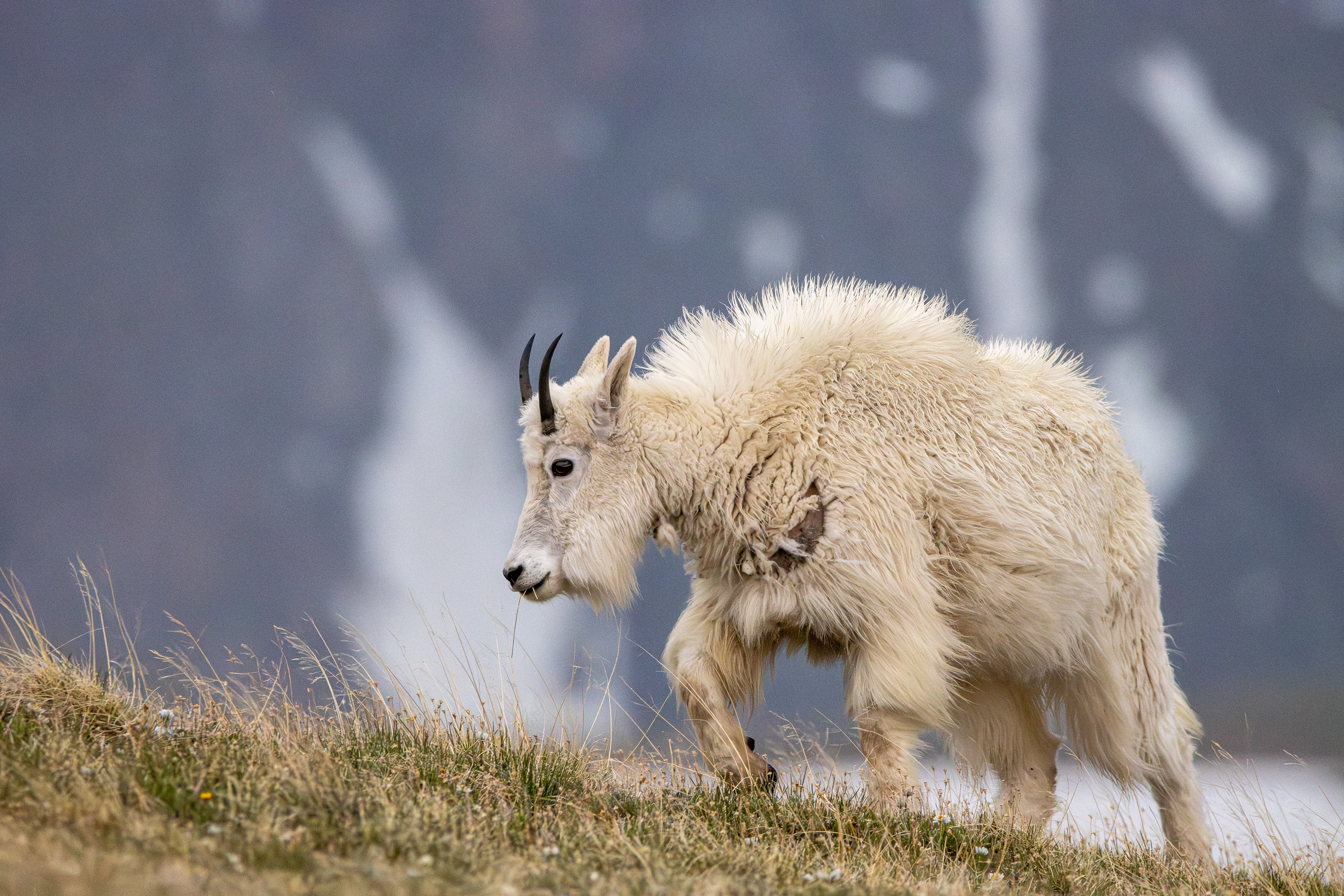 Mountain Goat, Montana