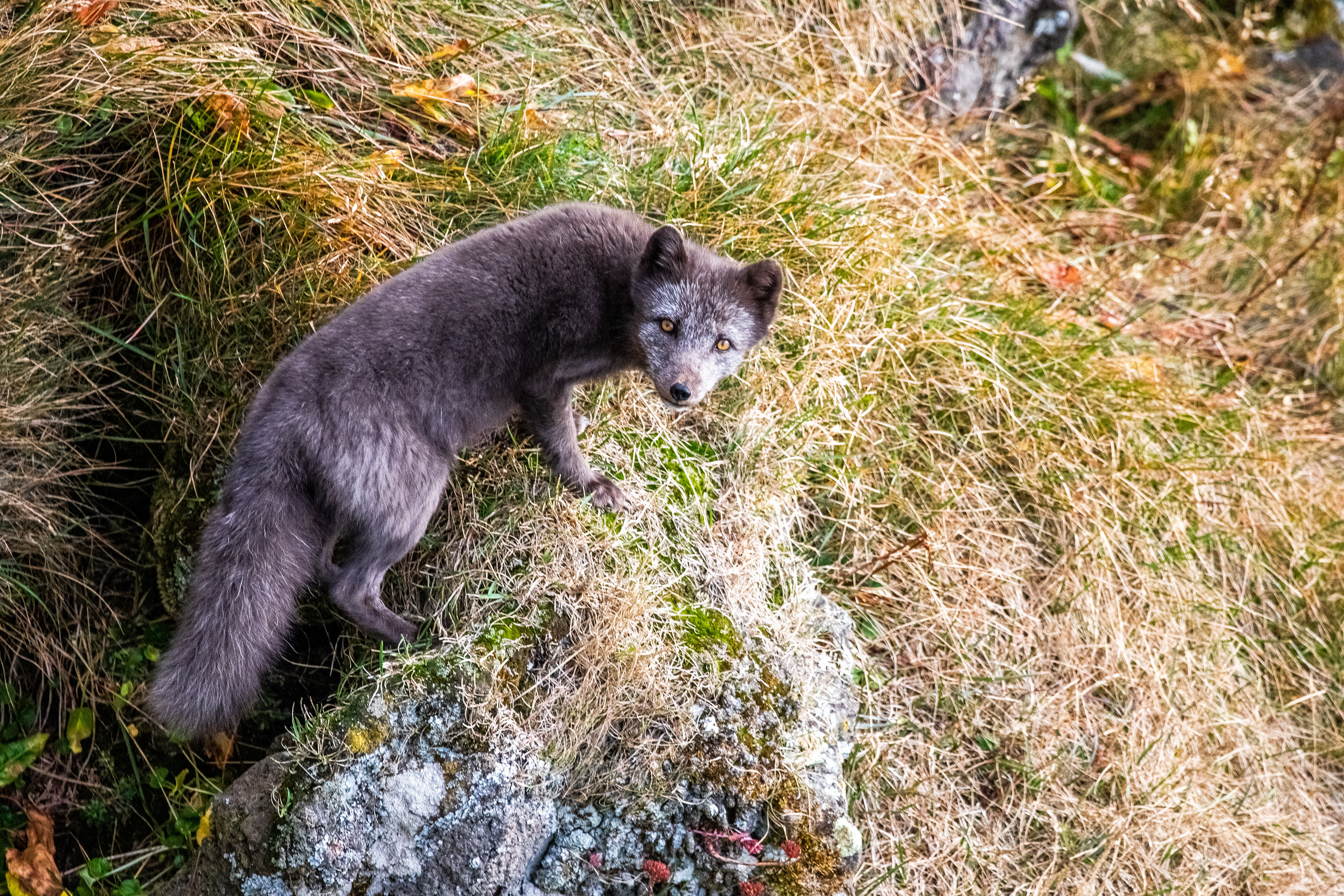 Arctic Fox, Iceland