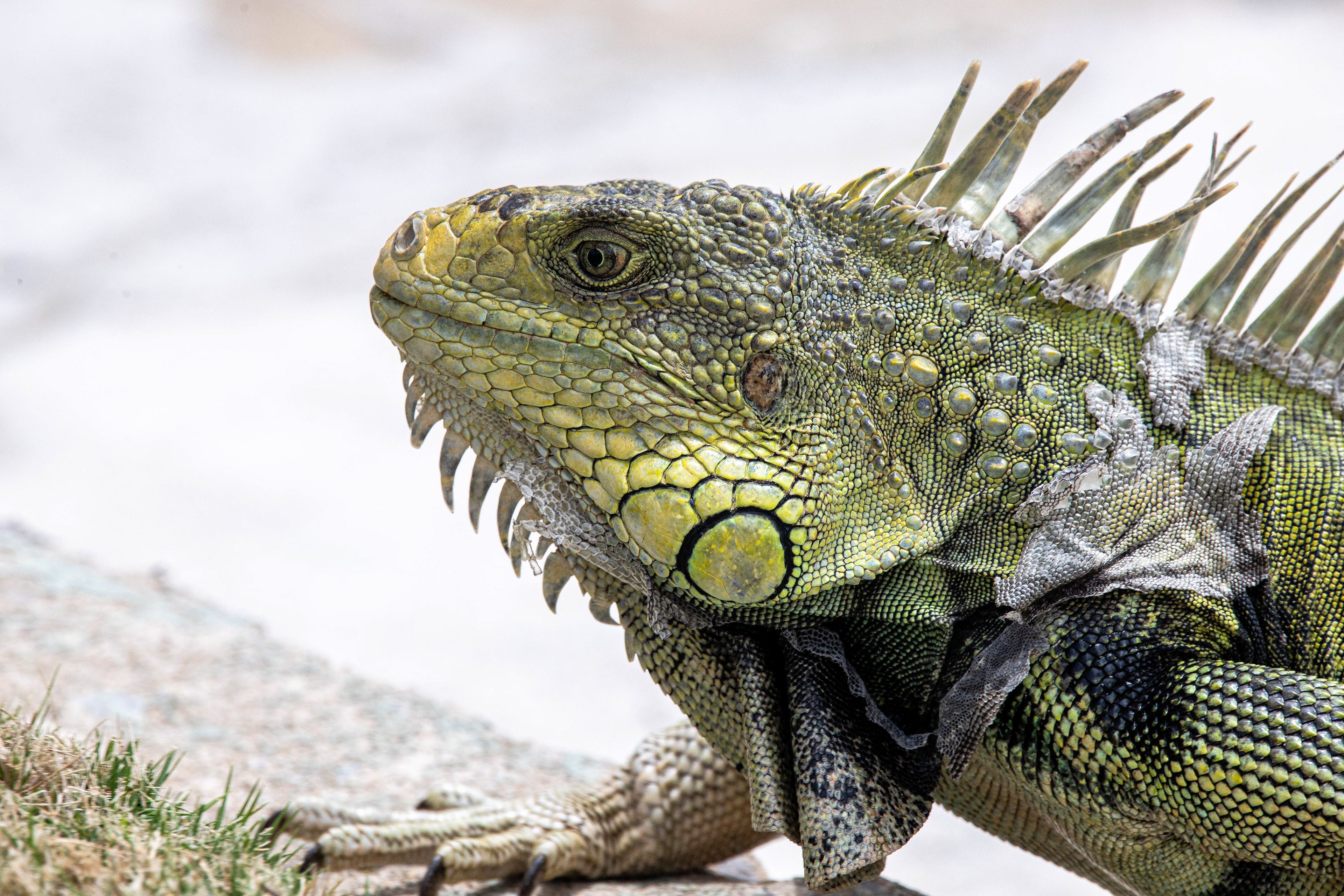 Old Iguana 2, Puerto Rico